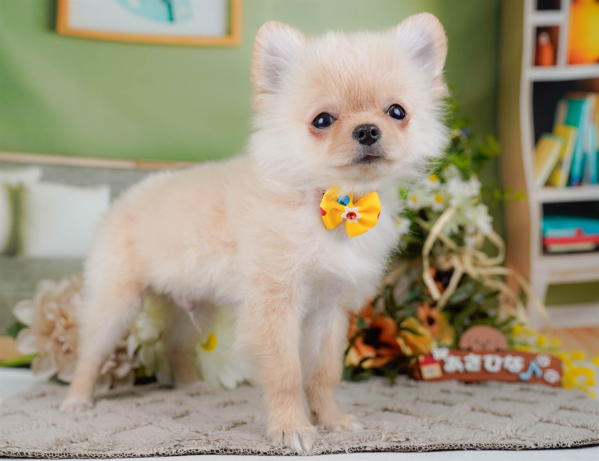 チワワ(ロング) | 男の子 | クリーム＆ホワイト | 2026年1月13日（ID:dog-200015084）