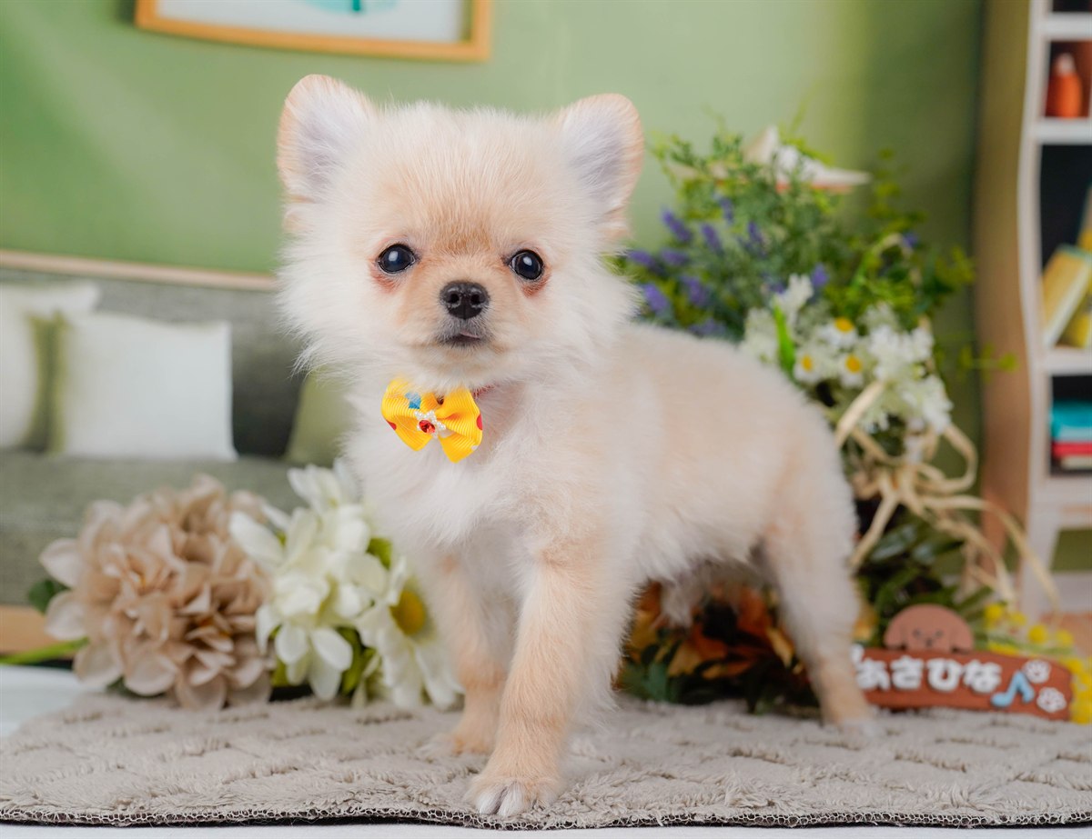 チワワ(ロング) | 男の子 | クリーム＆ホワイト | 2026年1月13日（ID:dog-200015084）