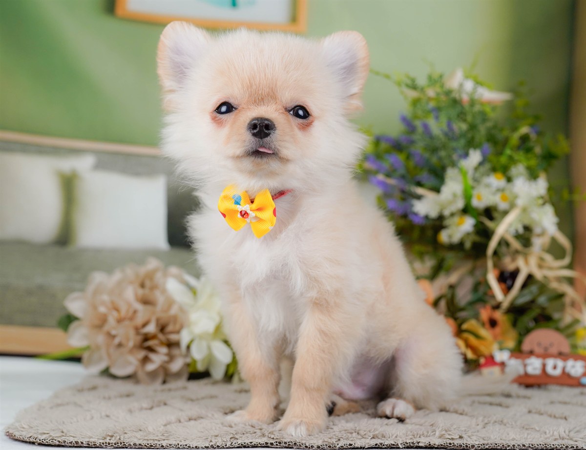 チワワ(ロング) | 男の子 | クリーム＆ホワイト | 2026年1月13日（ID:dog-200015084）