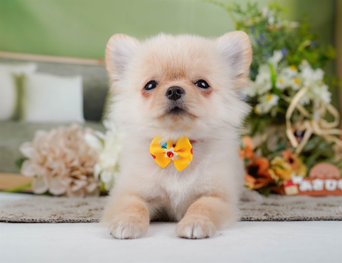 チワワ(ロング) | 男の子 | クリーム＆ホワイト | 2026年1月13日（ID:dog-200015084）