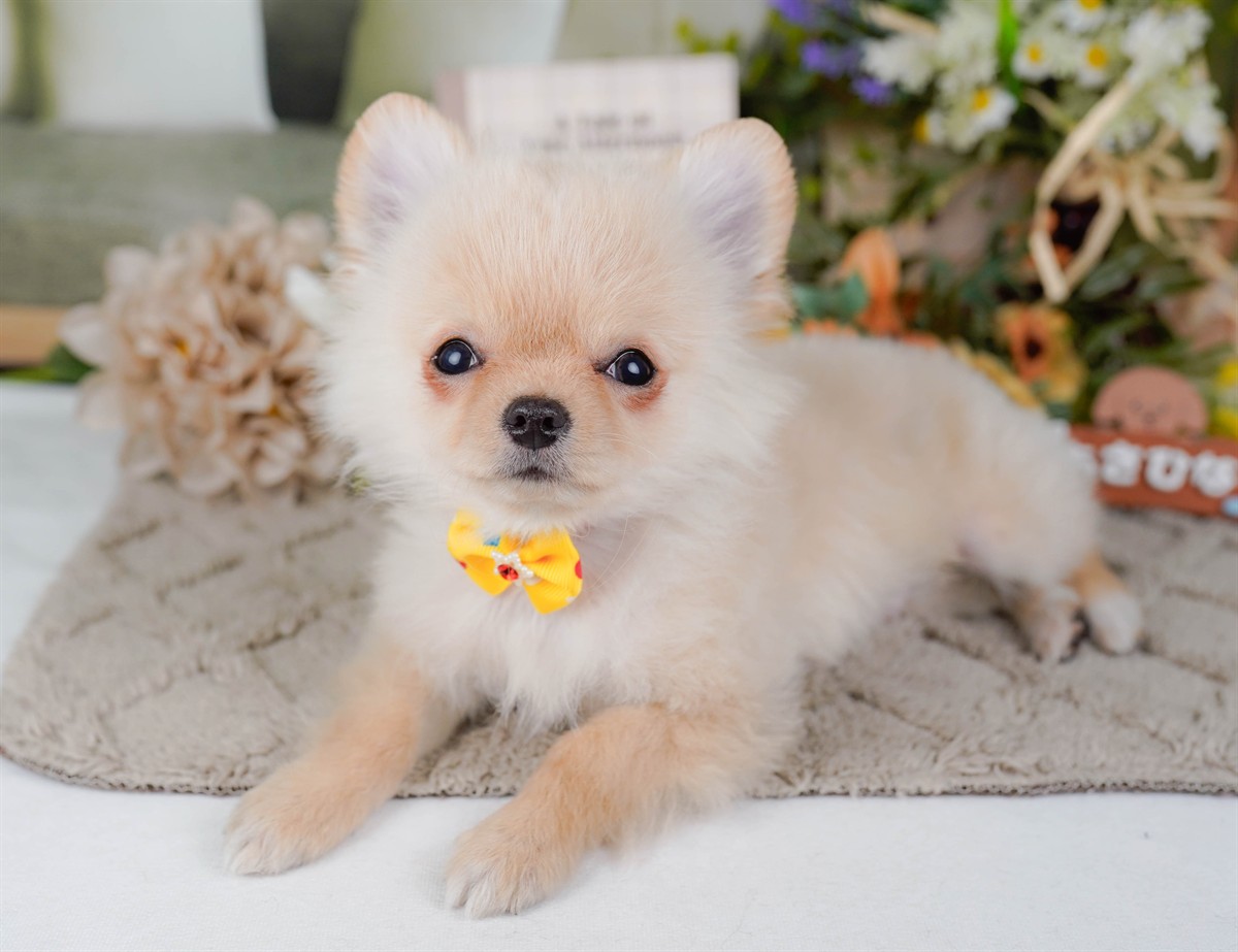 チワワ(ロング) | 男の子 | クリーム＆ホワイト | 2026年1月13日（ID:dog-200015084）