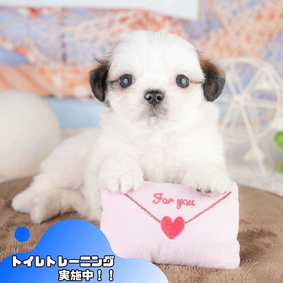 チーズー | 男の子 | ゴールド＆ホワイト | 2026年1月14日