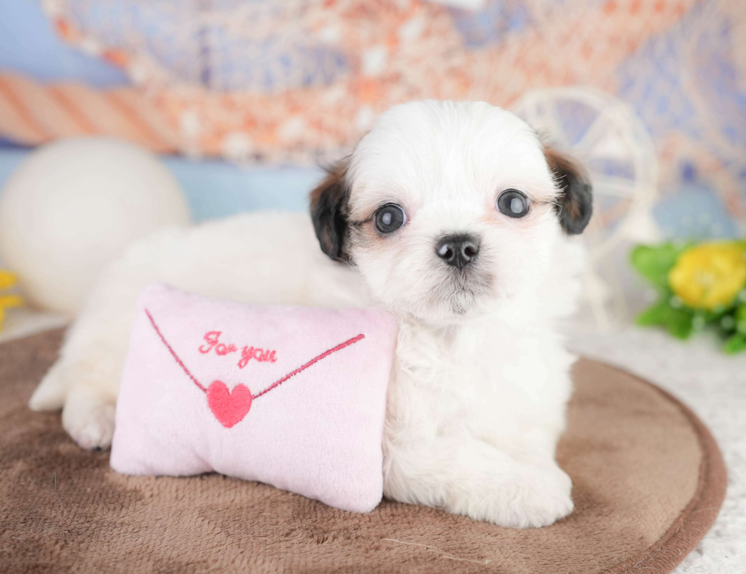 チーズー | 男の子 | ゴールド＆ホワイト | 2026年1月14日（ID:dog-200015094）