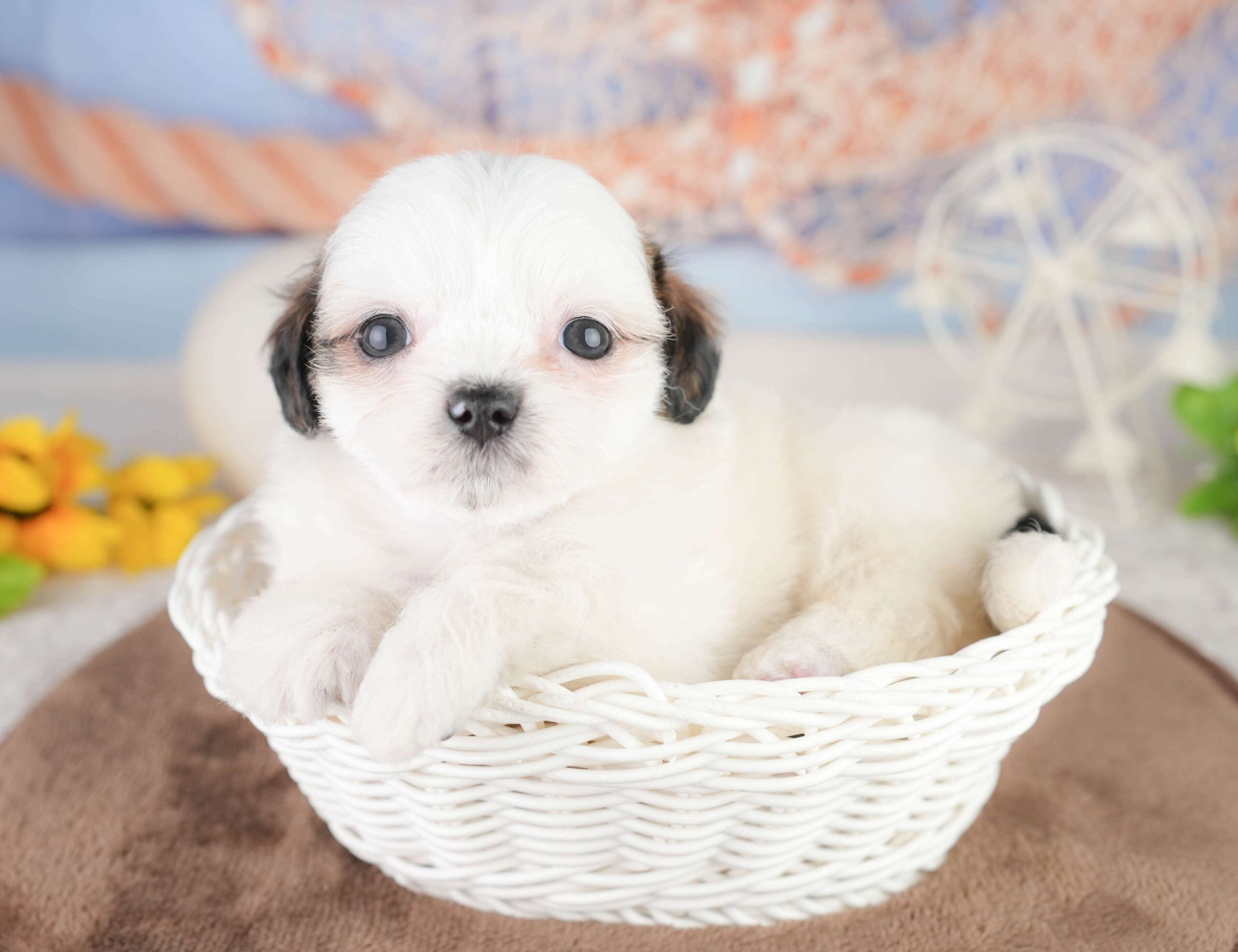 チーズー | 男の子 | ゴールド＆ホワイト | 2026年1月14日（ID:dog-200015094）