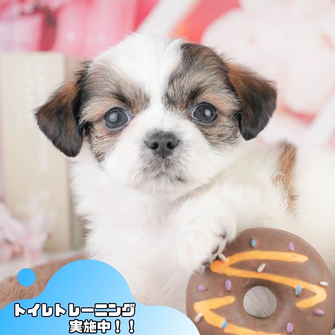 チーズー | 男の子 | ゴールド＆ホワイト | 2026年1月14日