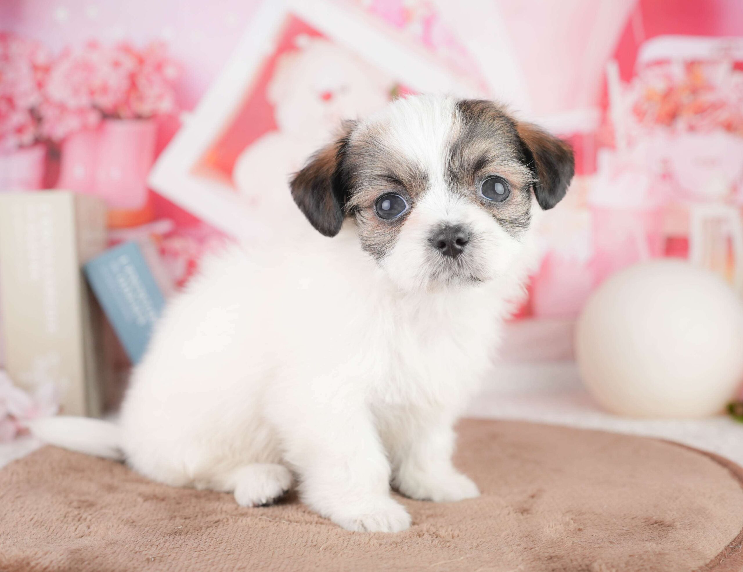 チーズー | 男の子 | ゴールド＆ホワイト | 2026年1月14日（ID:dog-200015098）