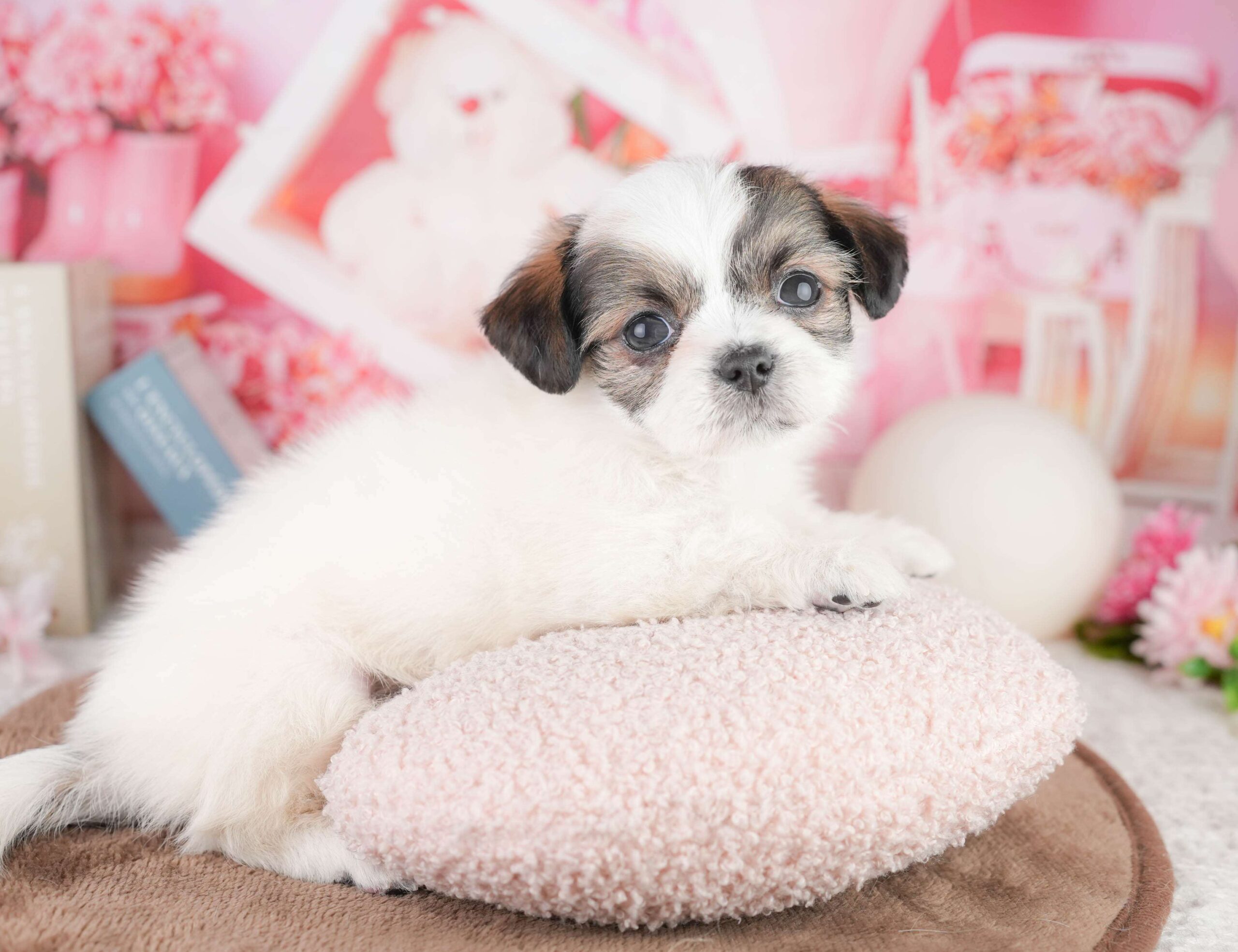 チーズー | 男の子 | ゴールド＆ホワイト | 2026年1月14日（ID:dog-200015098）