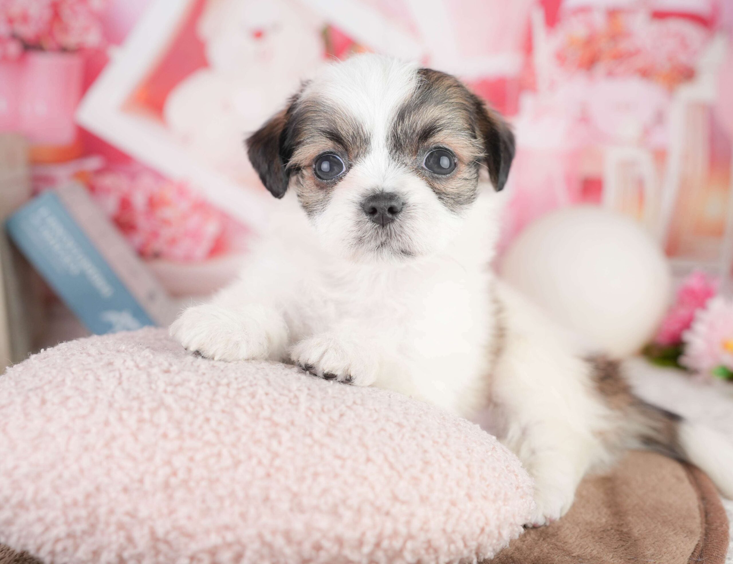 チーズー | 男の子 | ゴールド＆ホワイト | 2026年1月14日（ID:dog-200015098）