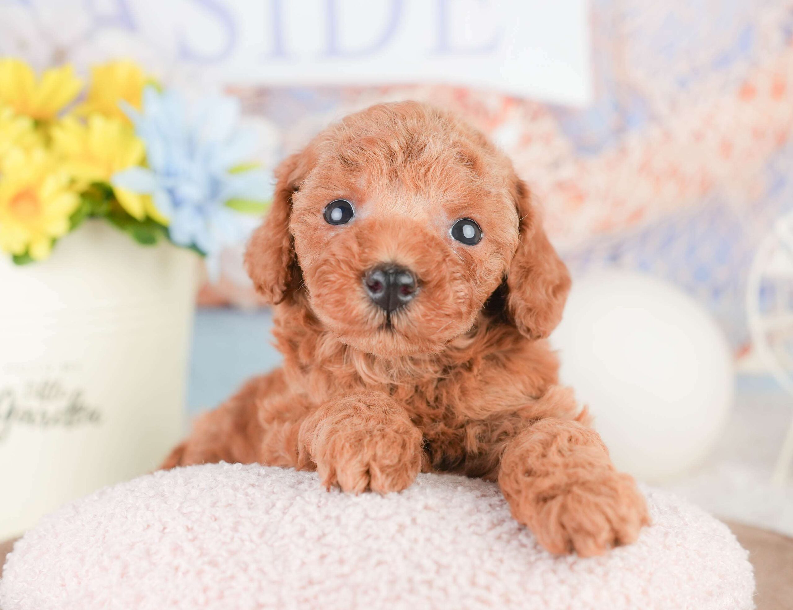 トイ・プードル | 男の子 | レッド | 2026年1月16日