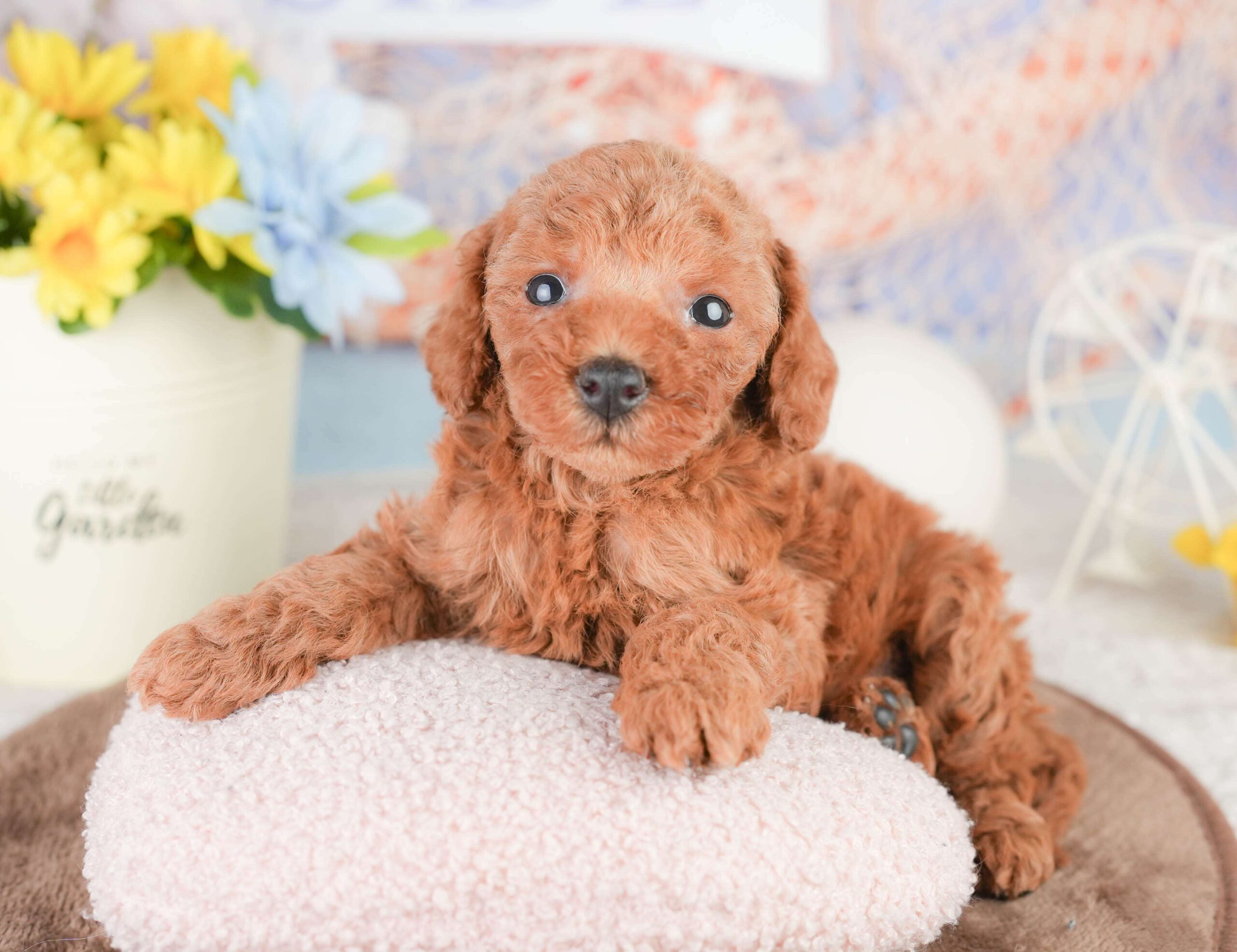 トイ・プードル | 男の子 | レッド | 2026年1月16日（ID:dog-200015129）