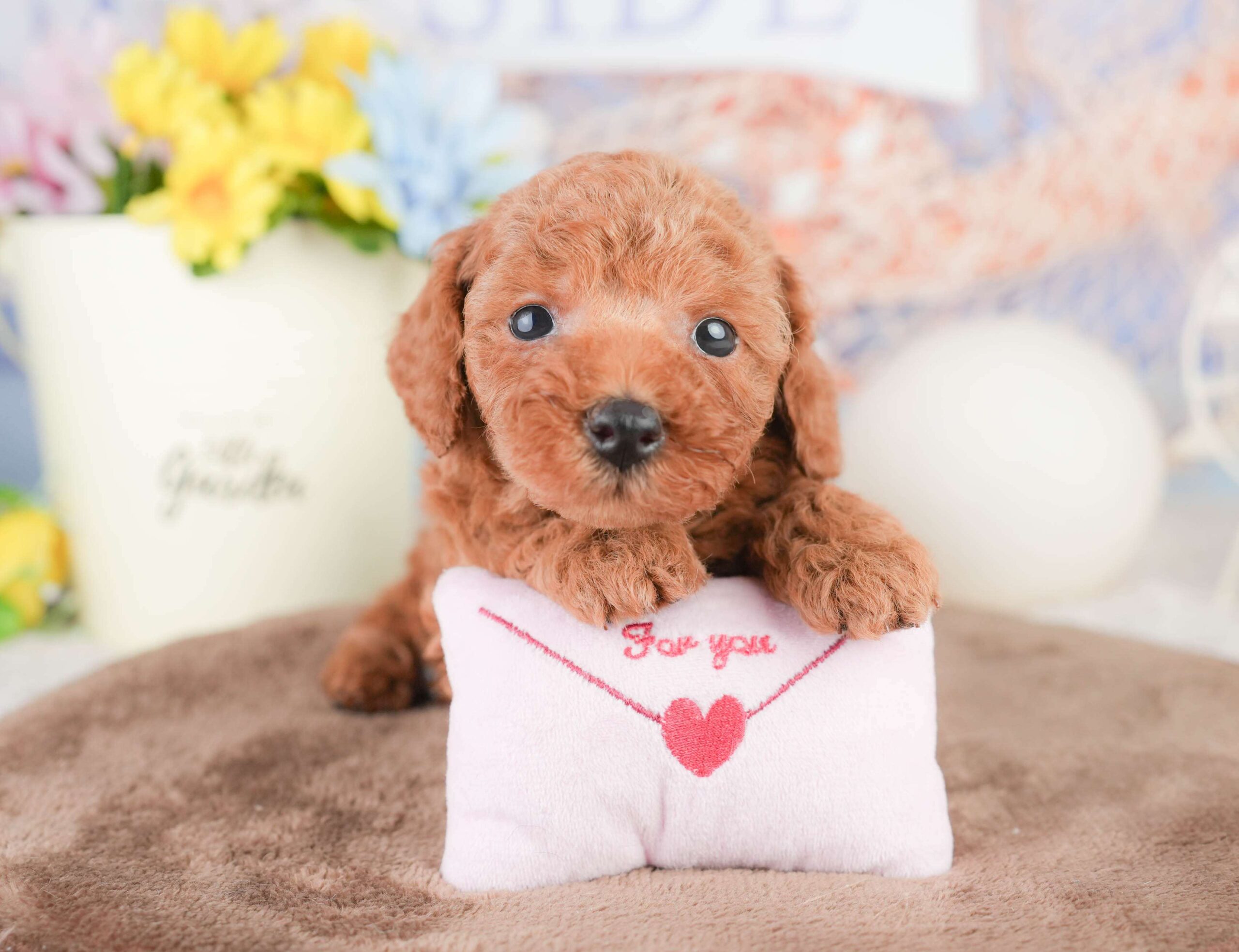 トイ・プードル | 男の子 | レッド | 2026年1月16日（ID:dog-200015129）