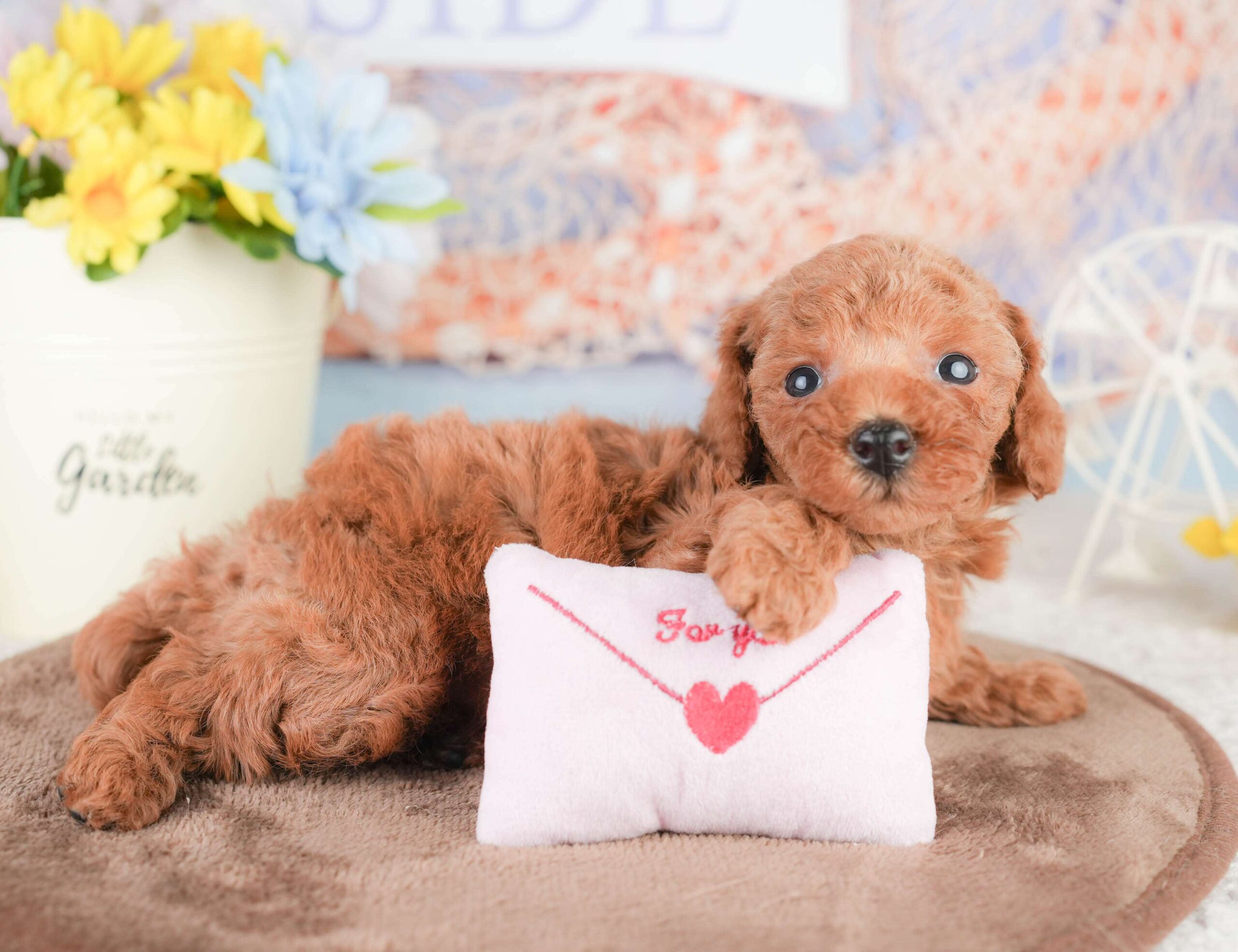 トイ・プードル | 男の子 | レッド | 2026年1月16日（ID:dog-200015129）