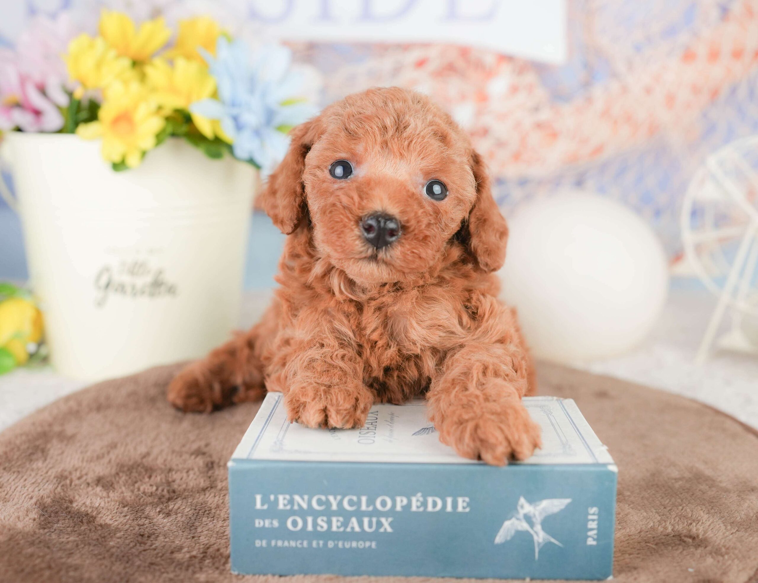 トイ・プードル | 男の子 | レッド | 2026年1月16日（ID:dog-200015129）