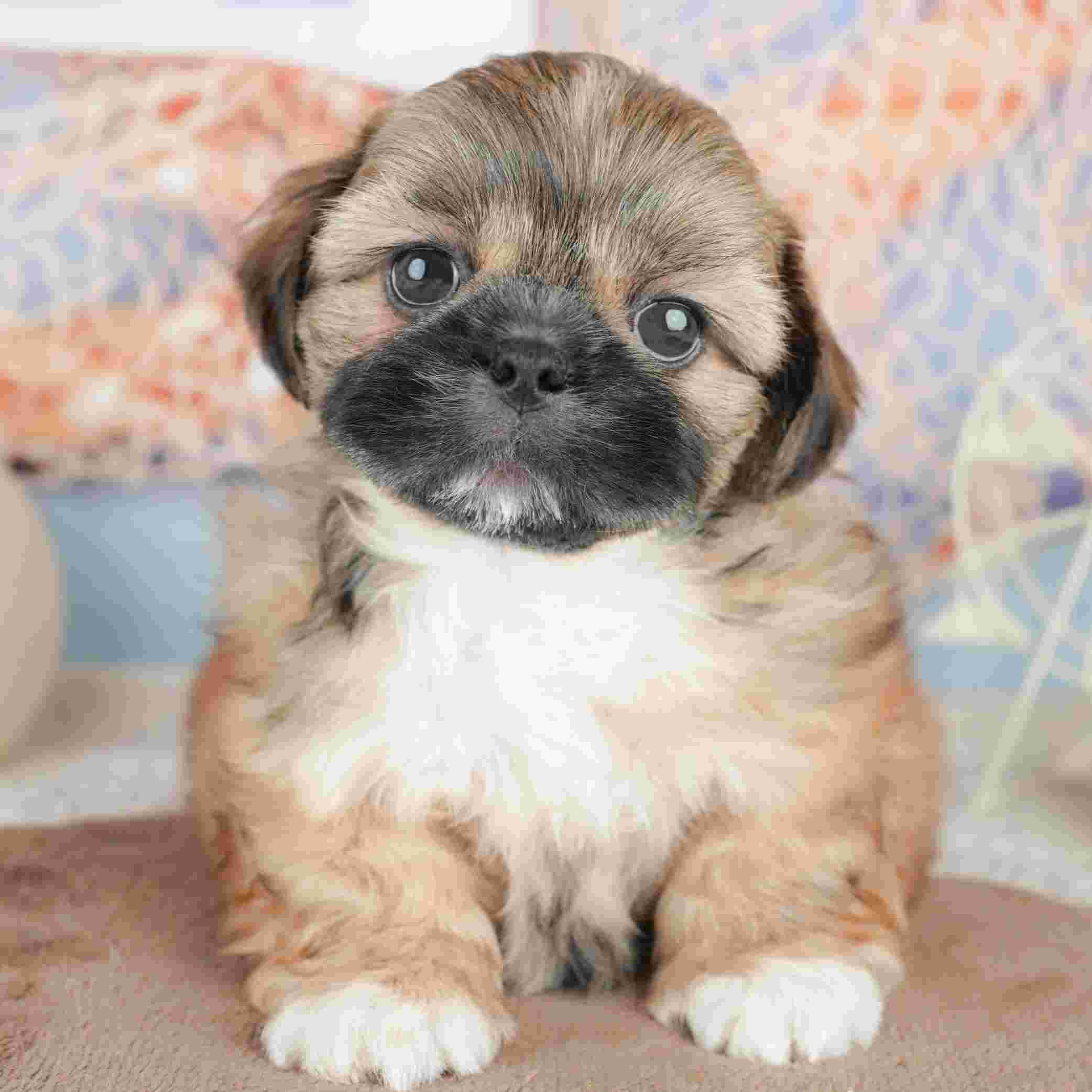 ペキシーズー | 男の子 | フォーン | 2026年1月17日