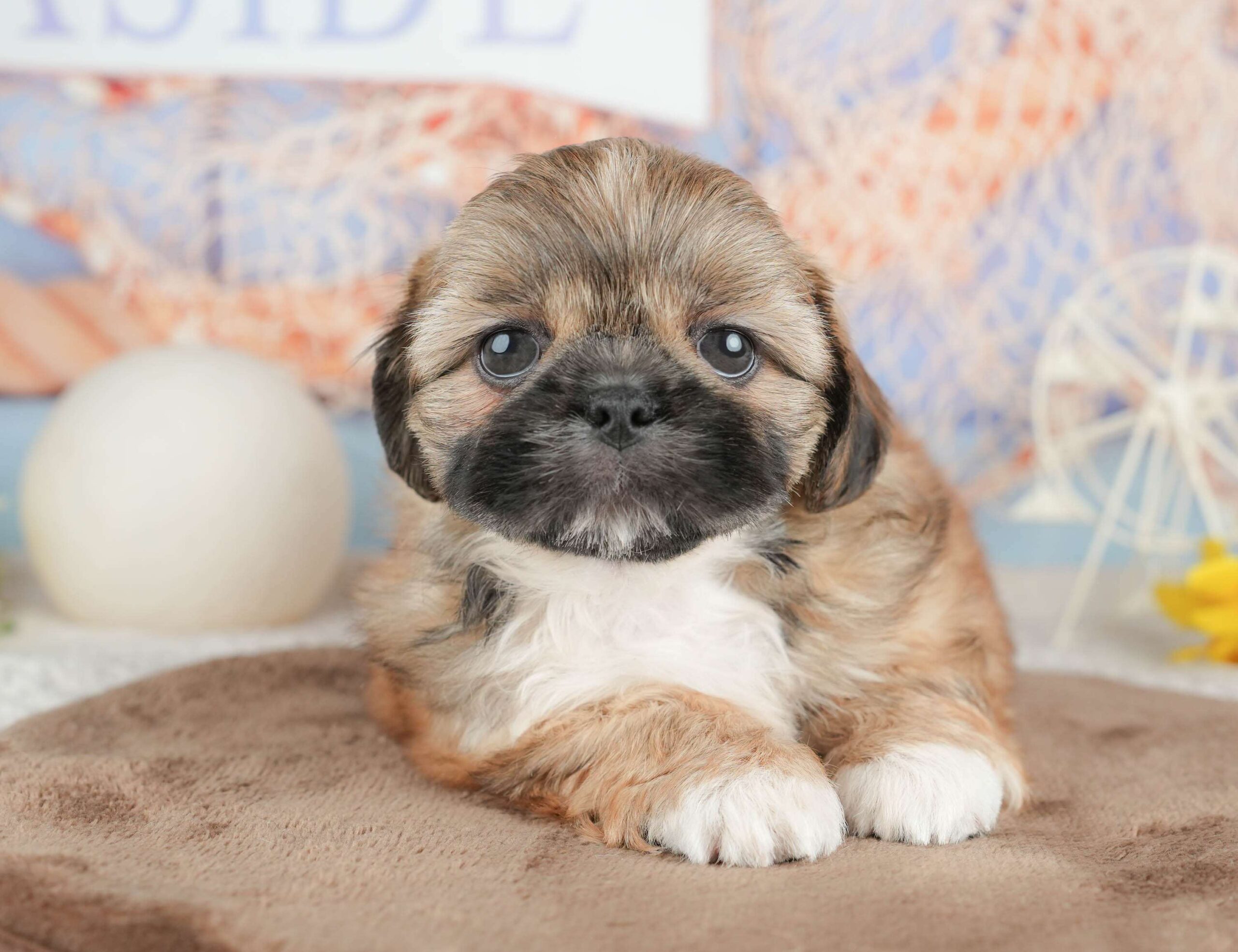 ペキシーズー | 男の子 | フォーン | 2026年1月17日（ID:dog-200015155）