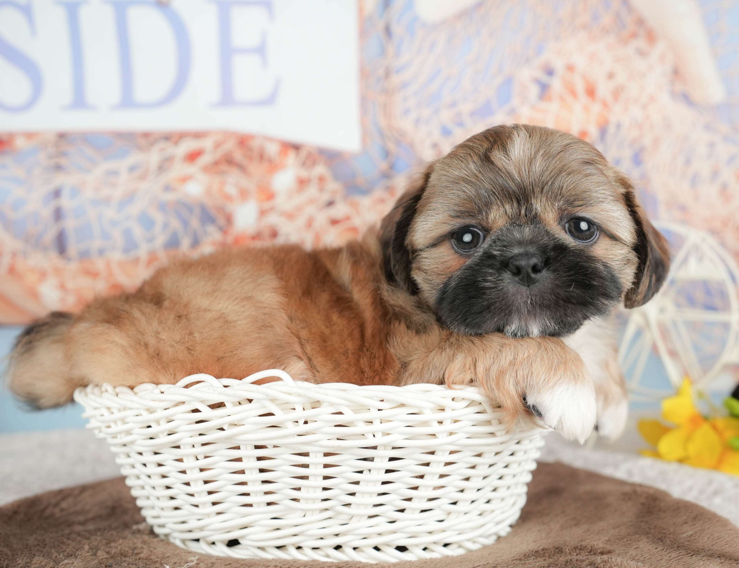 ペキシーズー | 男の子 | フォーン | 2026年1月17日（ID:dog-200015155）