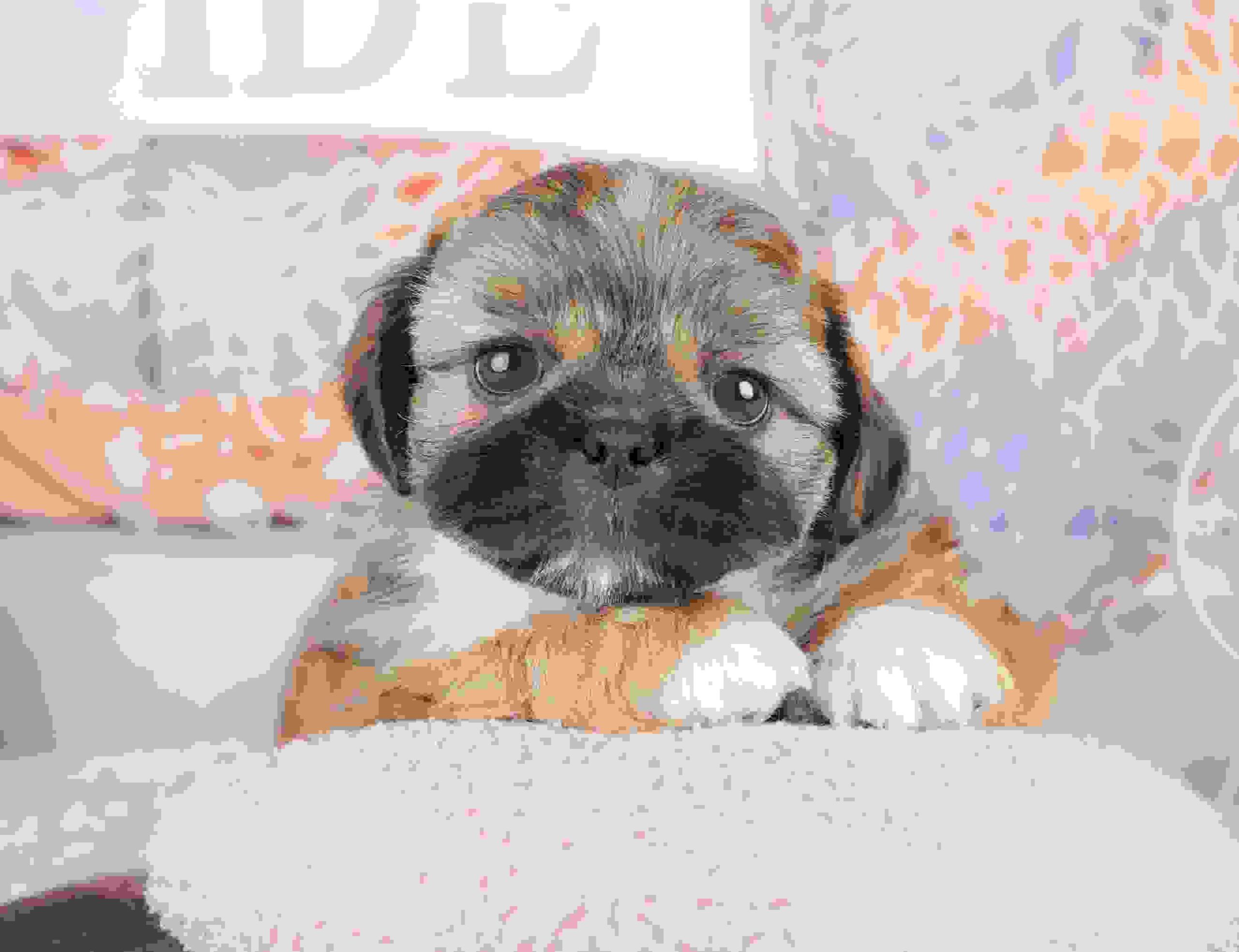 ペキシーズー | 男の子 | フォーン | 2026年1月17日（ID:dog-200015155）