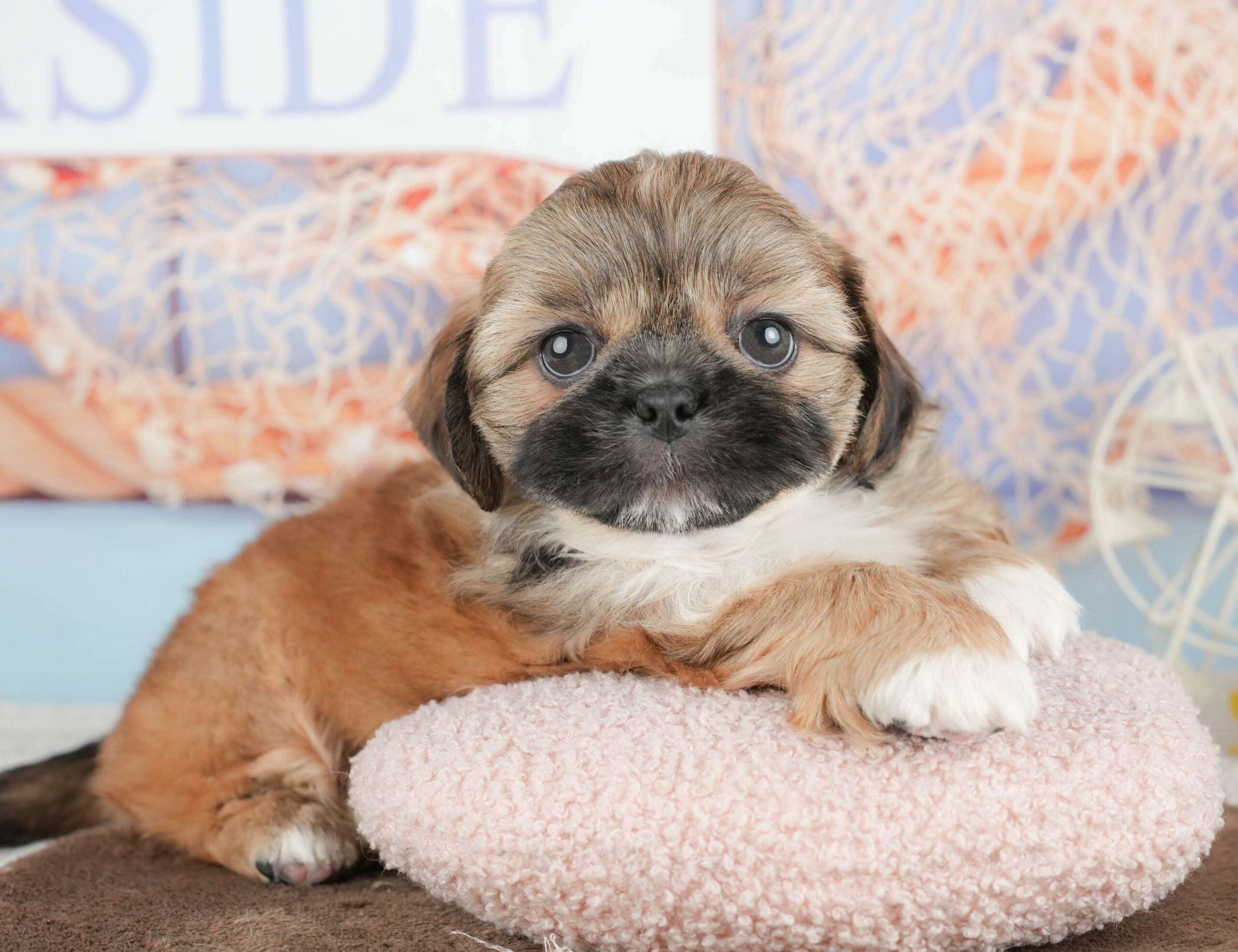 ペキシーズー | 男の子 | フォーン | 2026年1月17日（ID:dog-200015155）