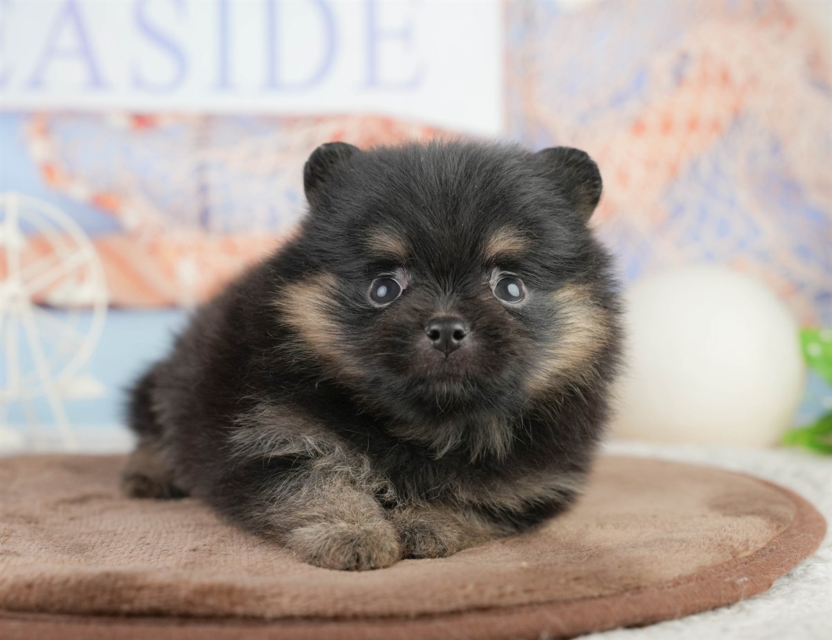 ポメラニアン | 女の子 | ブラック＆タン | 2026年1月17日