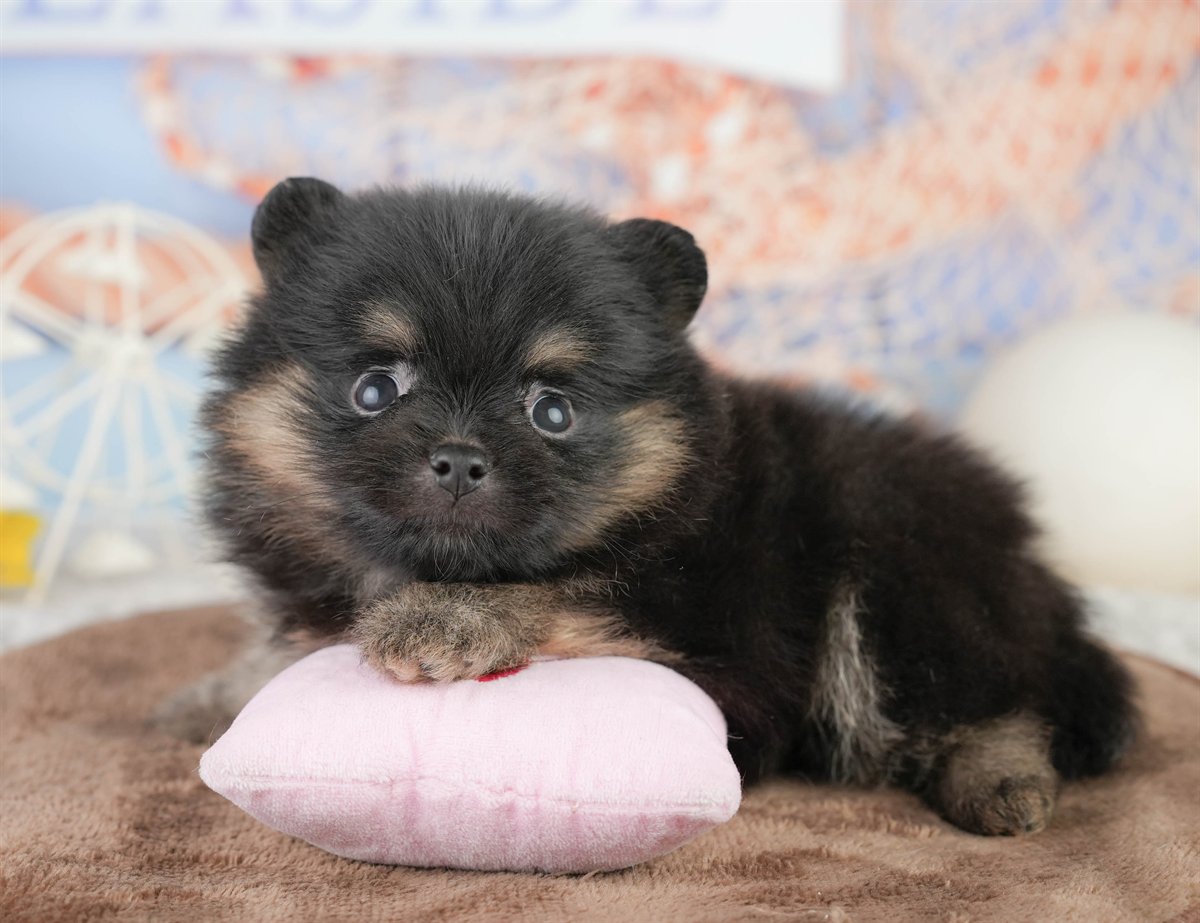 ポメラニアン | 女の子 | ブラック＆タン | 2026年1月17日（ID:dog-200015162）