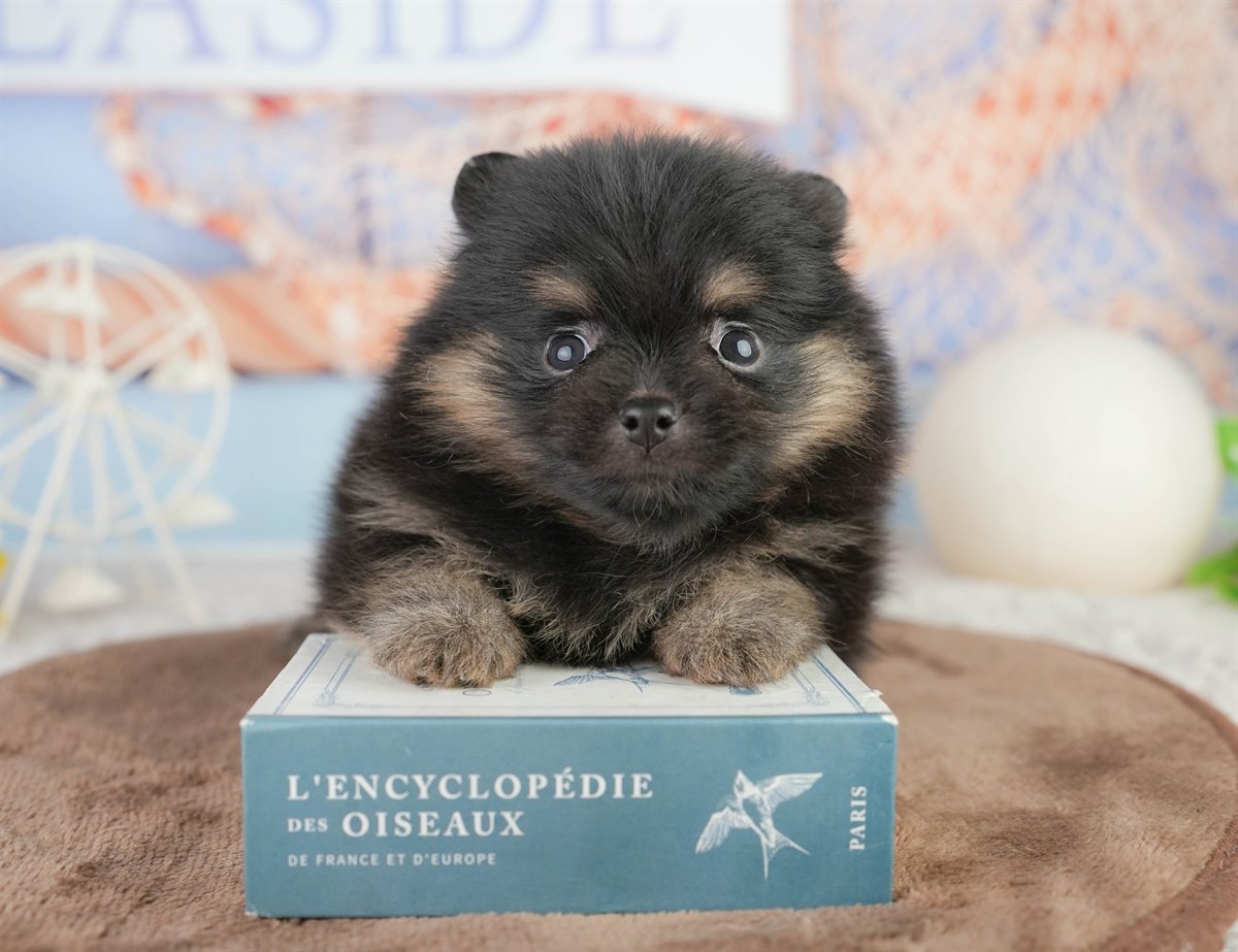 ポメラニアン | 女の子 | ブラック＆タン | 2026年1月17日（ID:dog-200015162）