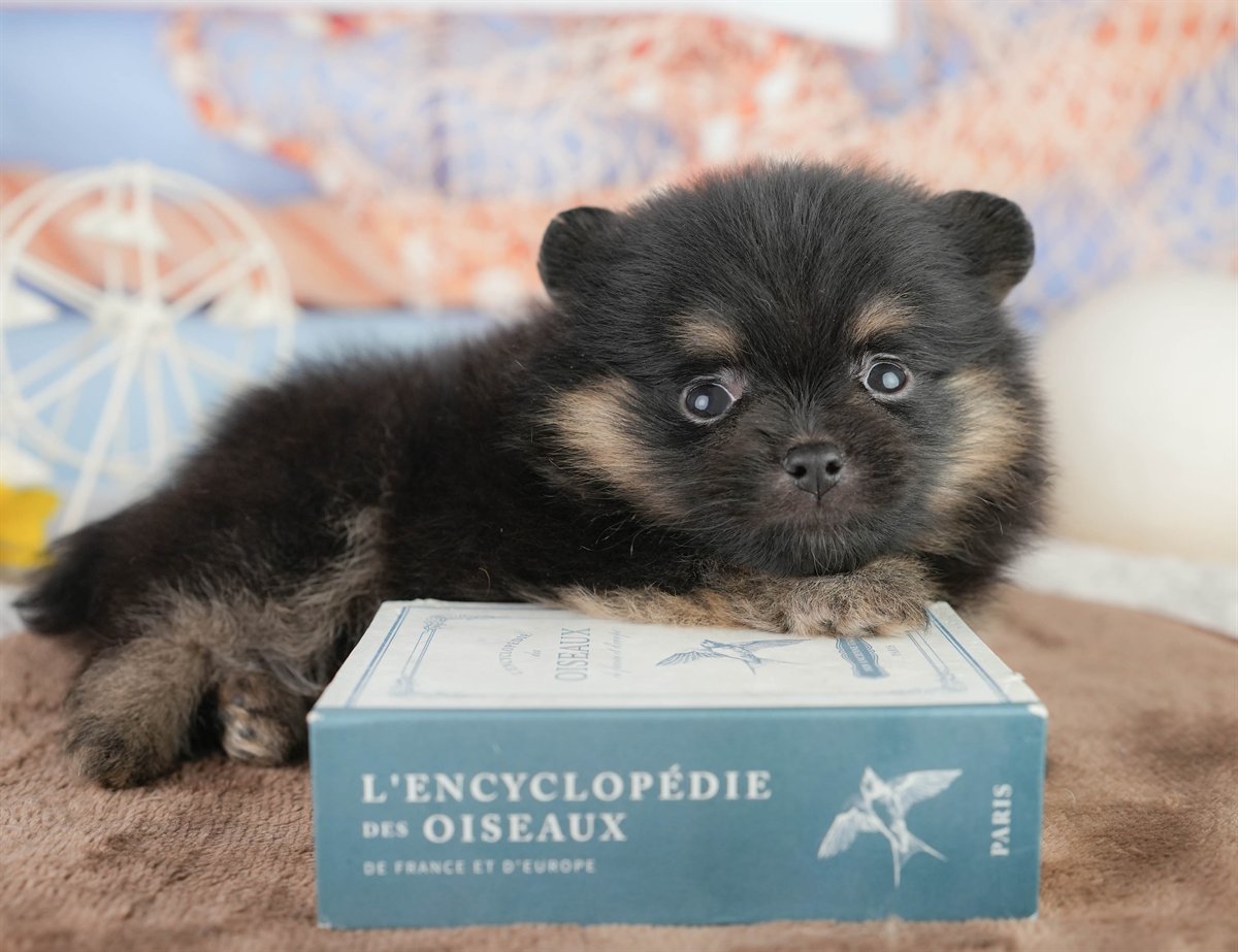 ポメラニアン | 女の子 | ブラック＆タン | 2026年1月17日（ID:dog-200015162）