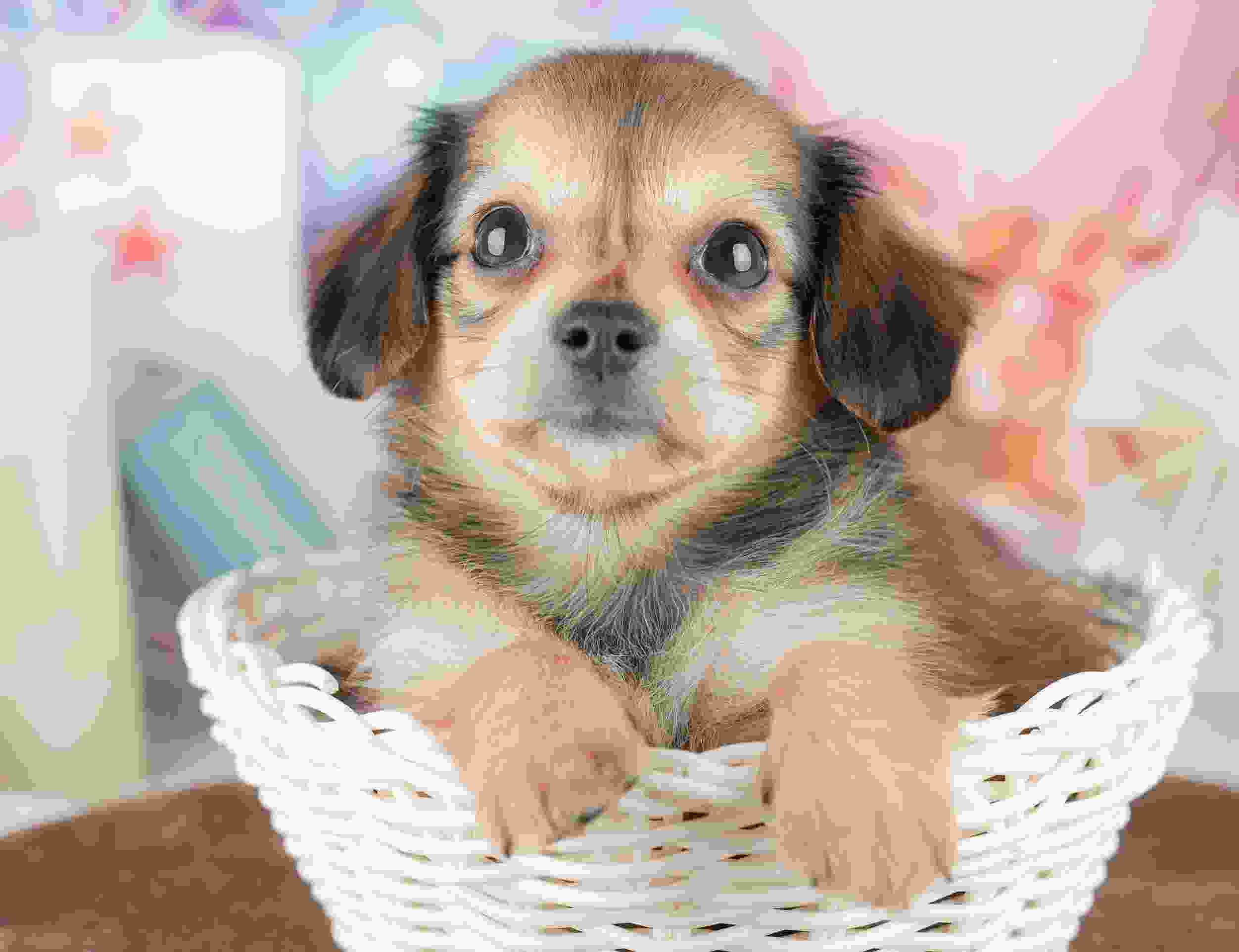 チワックス | 女の子 | シェーデッドイエロー | 2026年1月17日