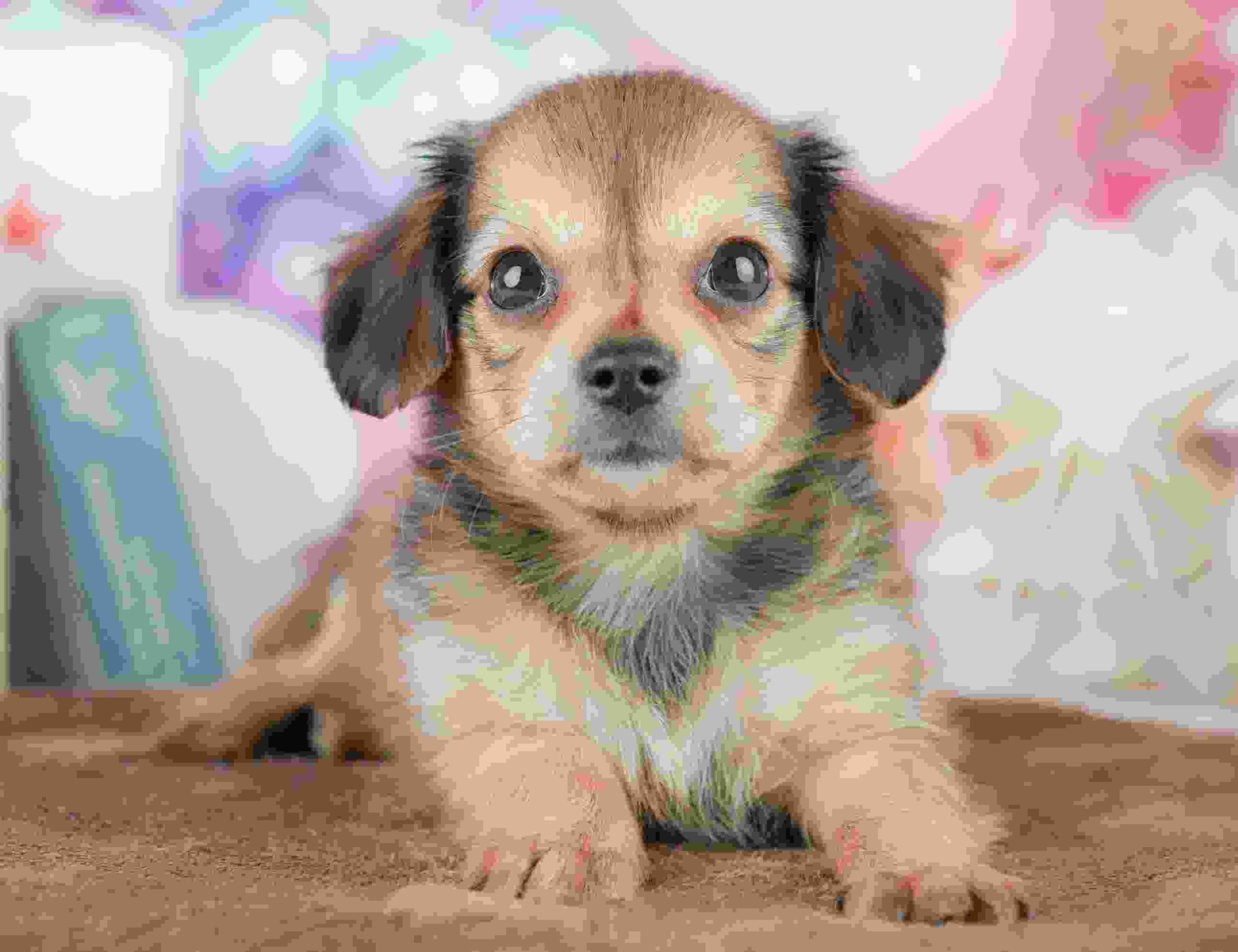 チワックス | 女の子 | シェーデッドイエロー | 2026年1月17日（ID:dog-200015168）