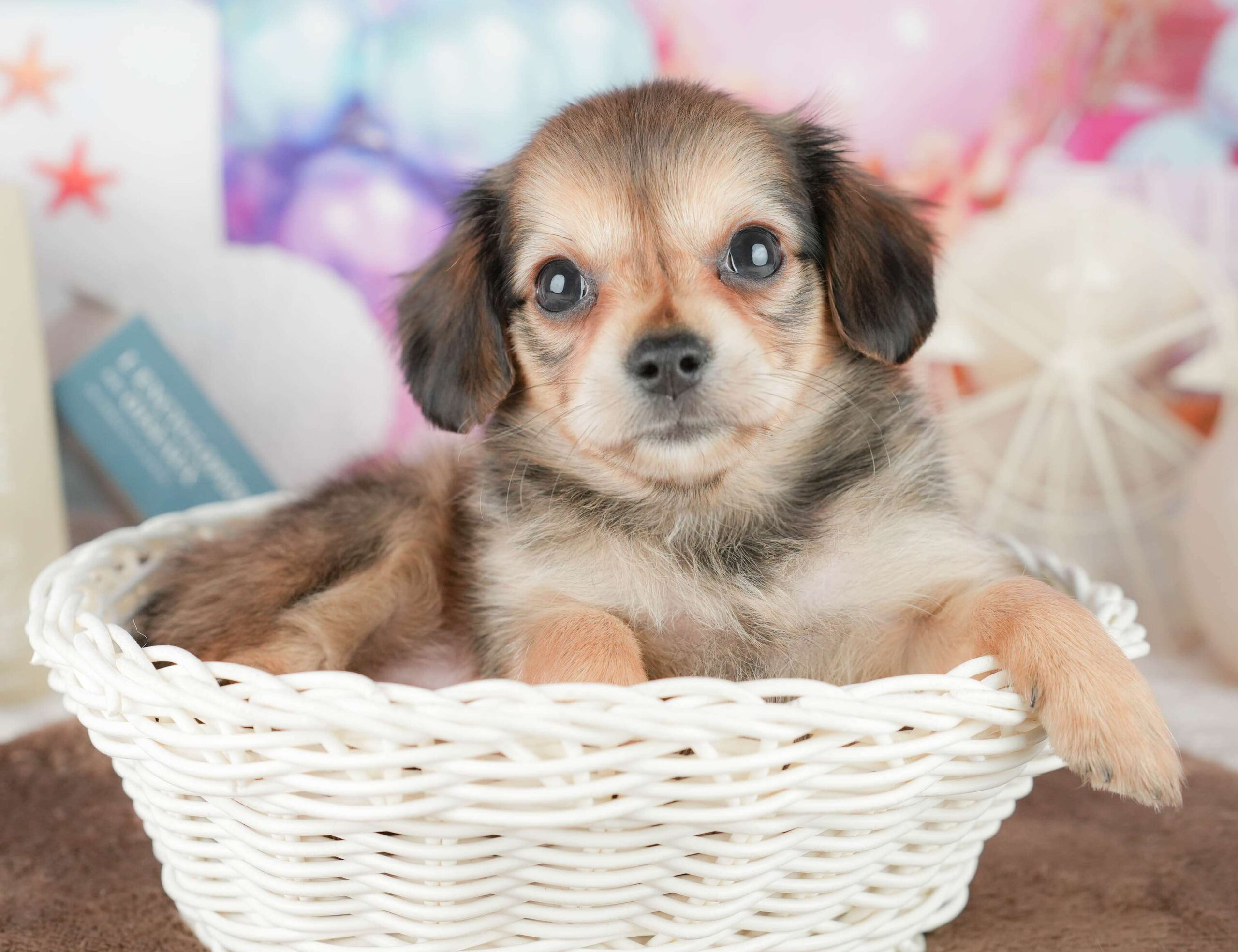 チワックス | 女の子 | シェーデッドイエロー | 2026年1月17日（ID:dog-200015168）