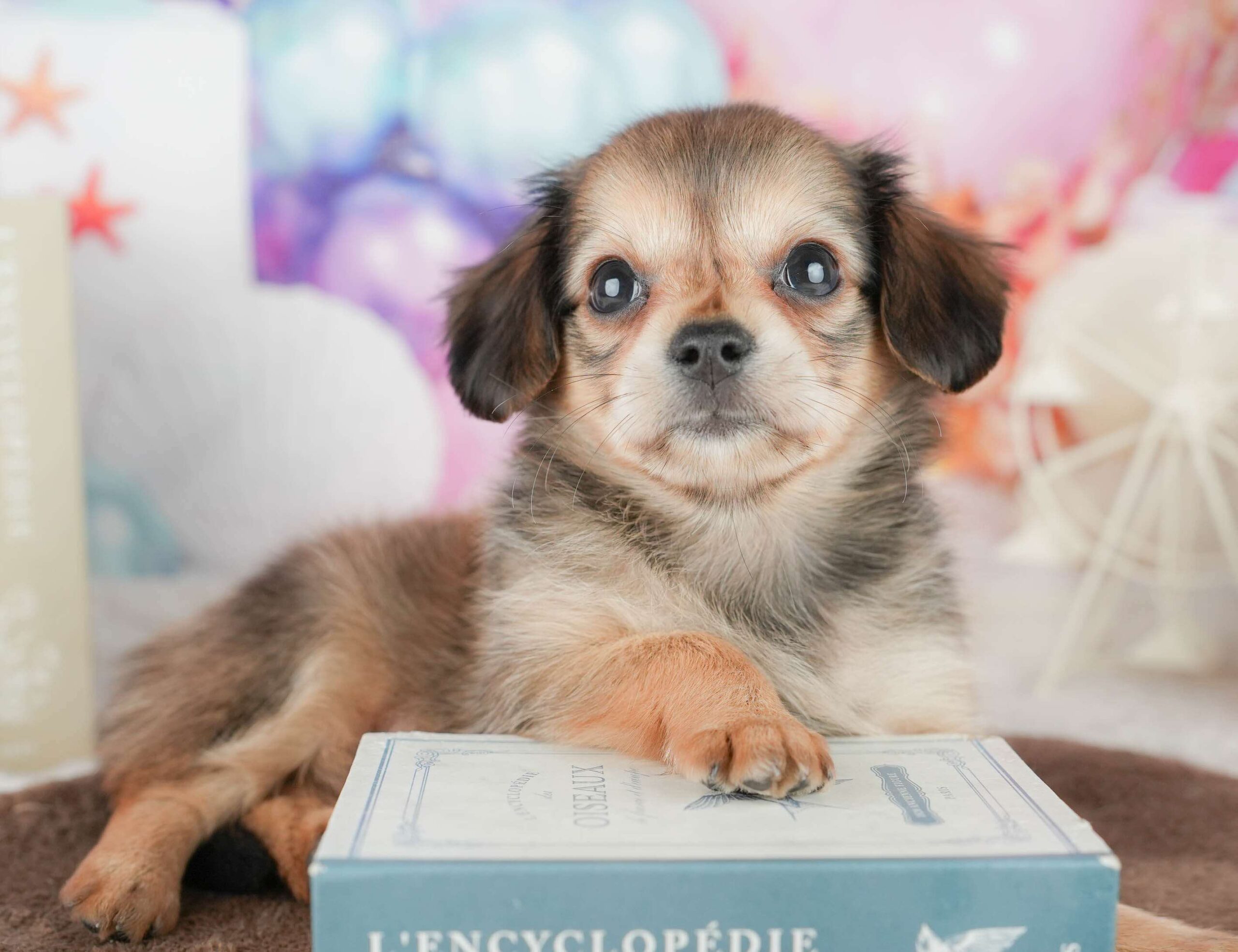 チワックス | 女の子 | シェーデッドイエロー | 2026年1月17日（ID:dog-200015168）