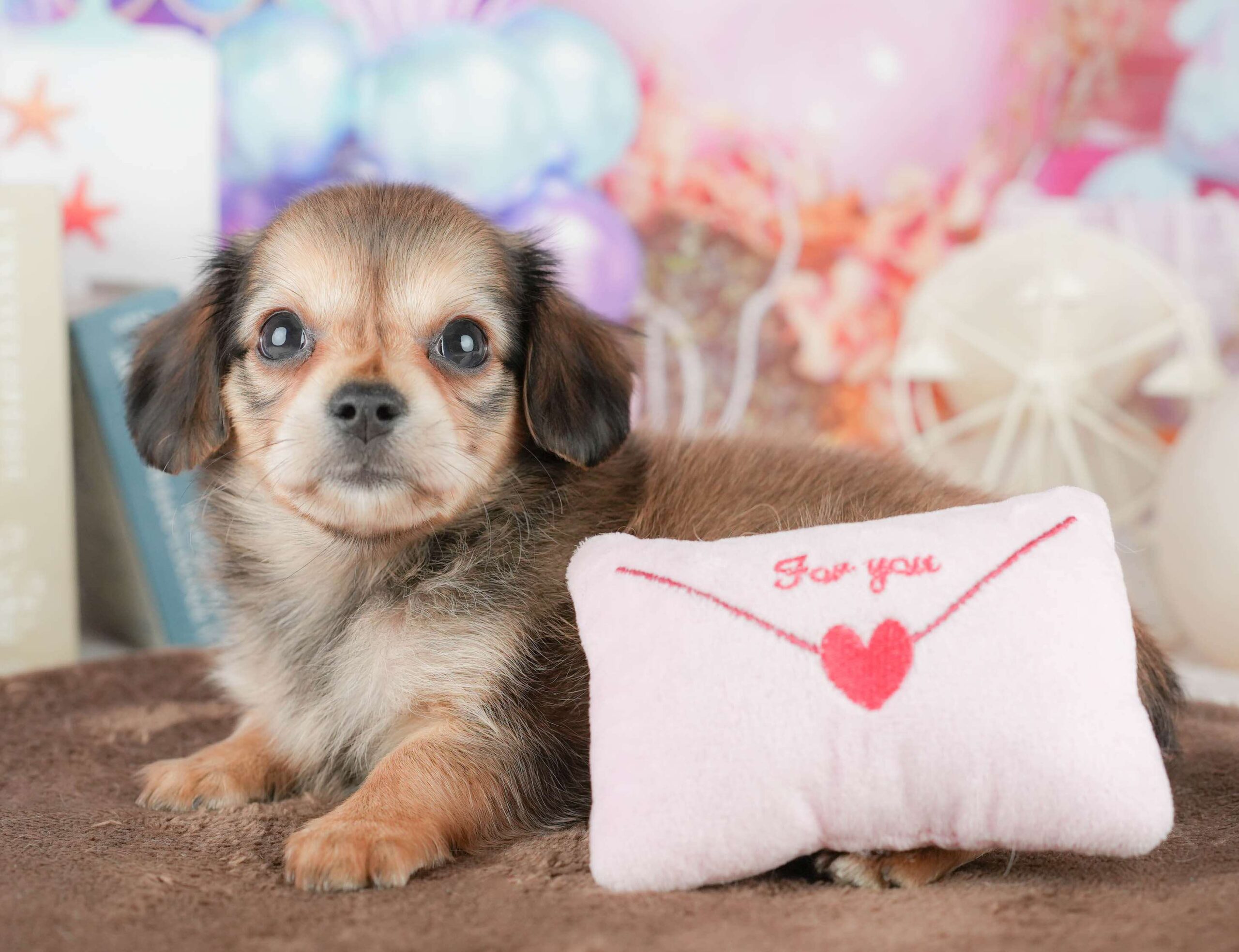 チワックス | 女の子 | シェーデッドイエロー | 2026年1月17日（ID:dog-200015168）