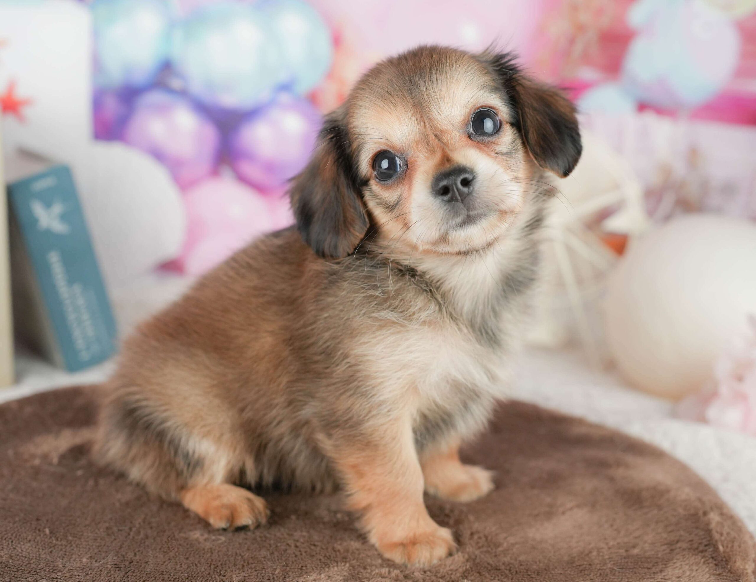 チワックス | 女の子 | シェーデッドイエロー | 2026年1月17日（ID:dog-200015168）