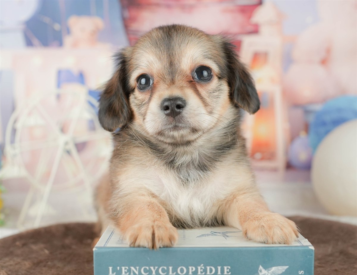 チワックス | 女の子 | シェーデッドイエロー | 2026年1月17日