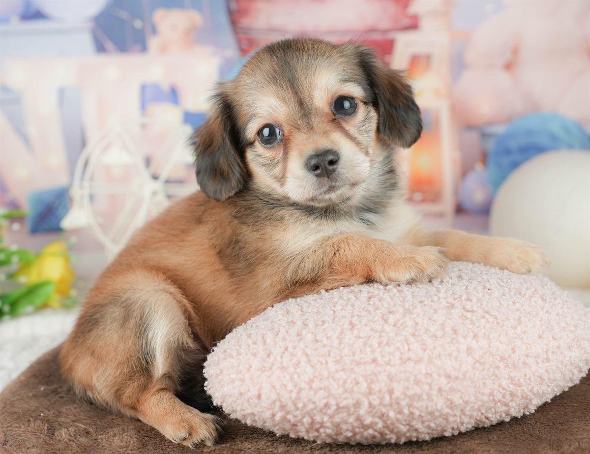 チワックス | 女の子 | シェーデッドイエロー | 2026年1月17日（ID:dog-200015169）