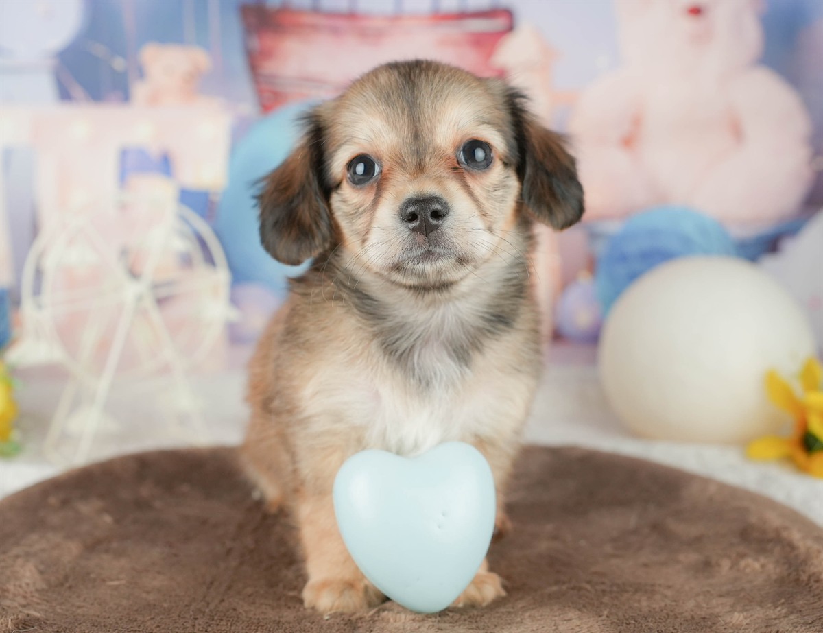 チワックス | 女の子 | シェーデッドイエロー | 2026年1月17日（ID:dog-200015169）