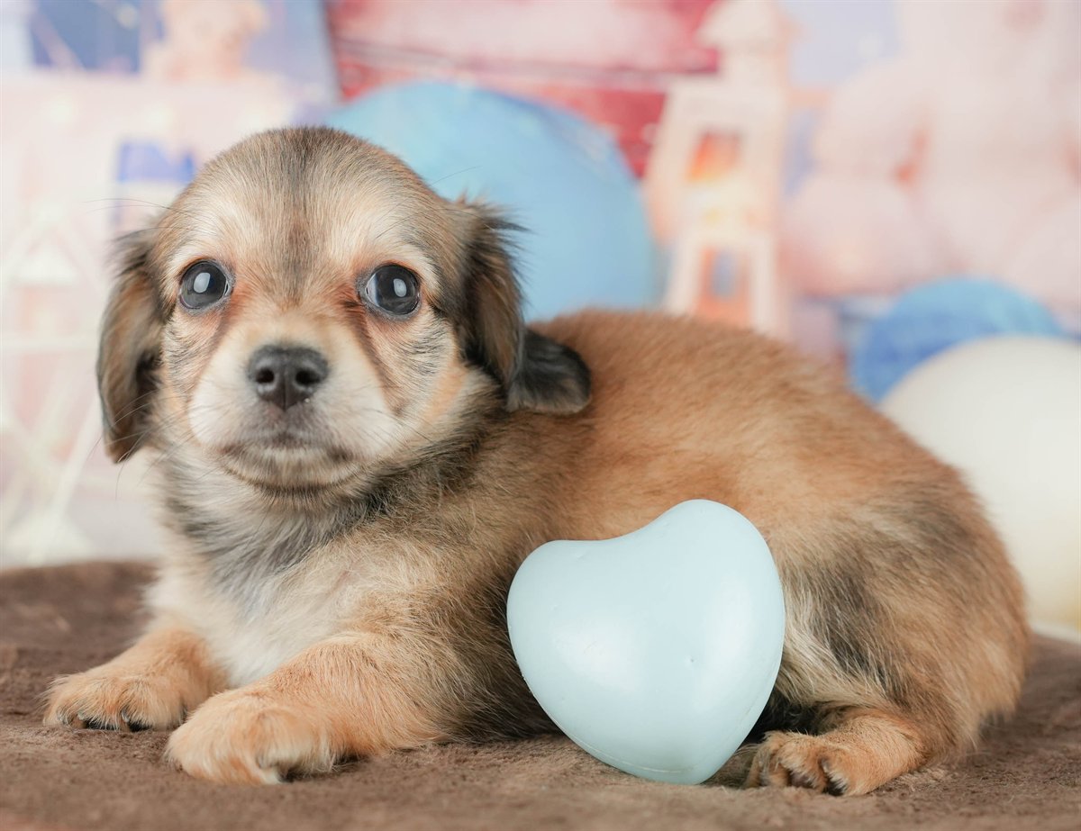 チワックス | 女の子 | シェーデッドイエロー | 2026年1月17日（ID:dog-200015169）