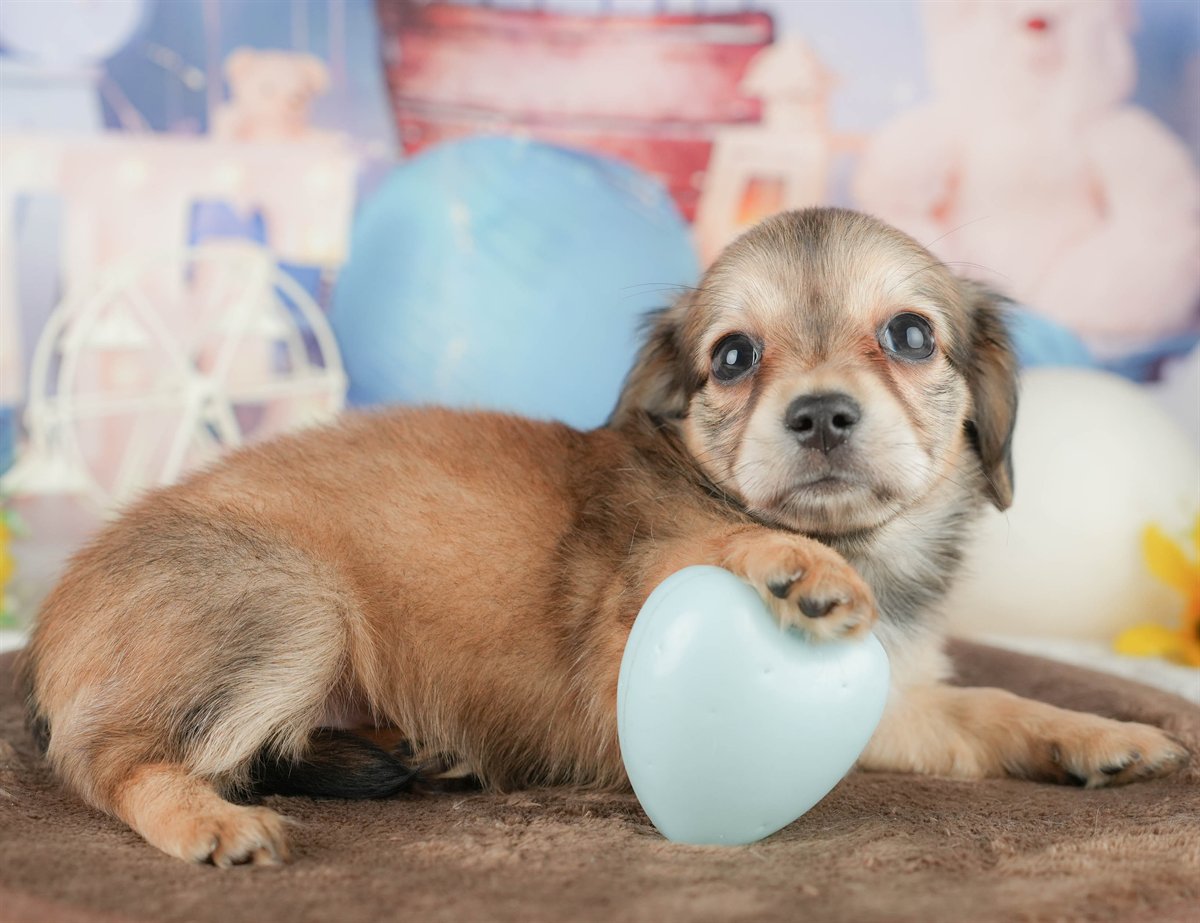 チワックス | 女の子 | シェーデッドイエロー | 2026年1月17日（ID:dog-200015169）