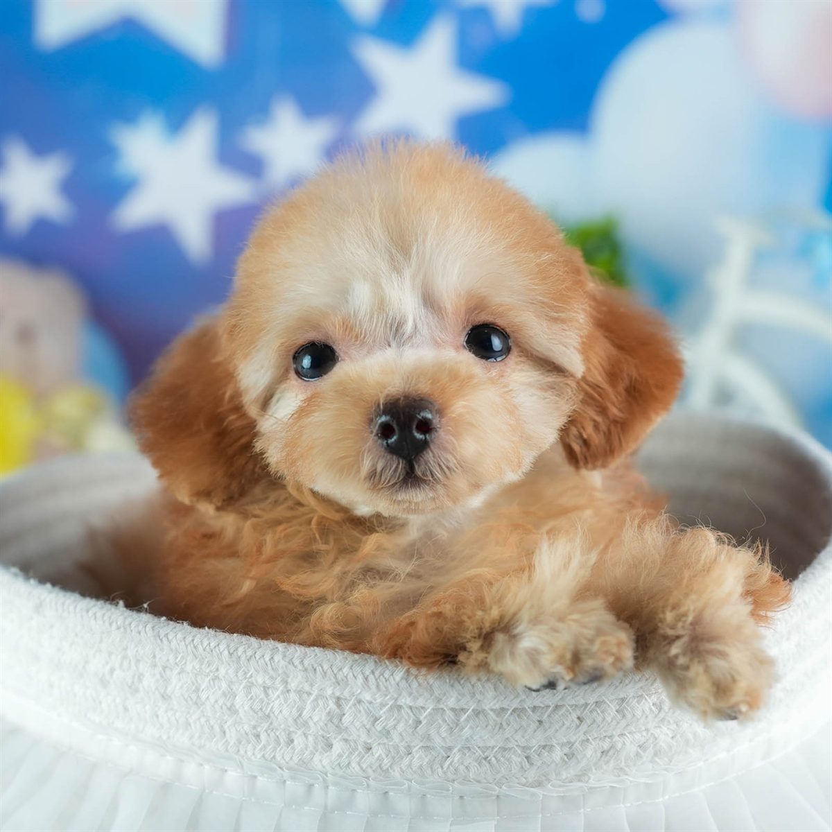 タイニー・プードル | 女の子 | アプリコット | 2026年1月18日（ID:dog-200015173）