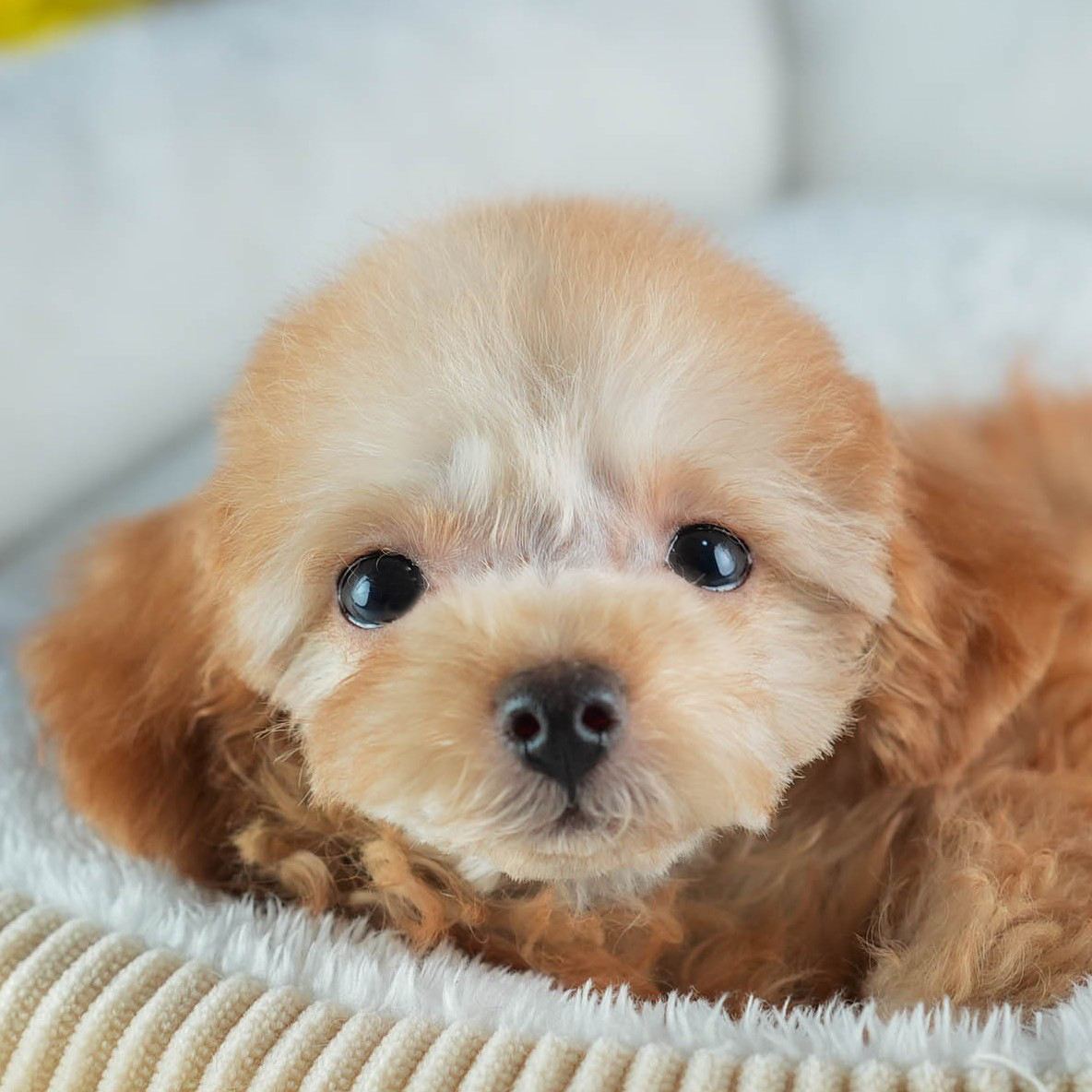 タイニー・プードル | 女の子 | アプリコット | 2026年1月18日（ID:dog-200015173）