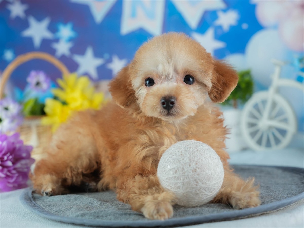 タイニー・プードル | 女の子 | アプリコット | 2026年1月18日（ID:dog-200015173）