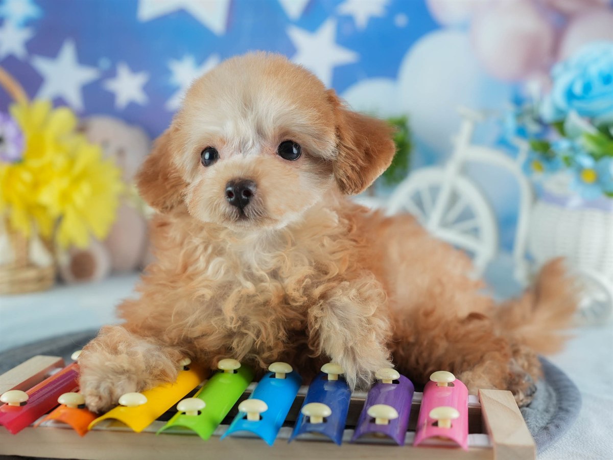 タイニー・プードル | 女の子 | アプリコット | 2026年1月18日（ID:dog-200015173）