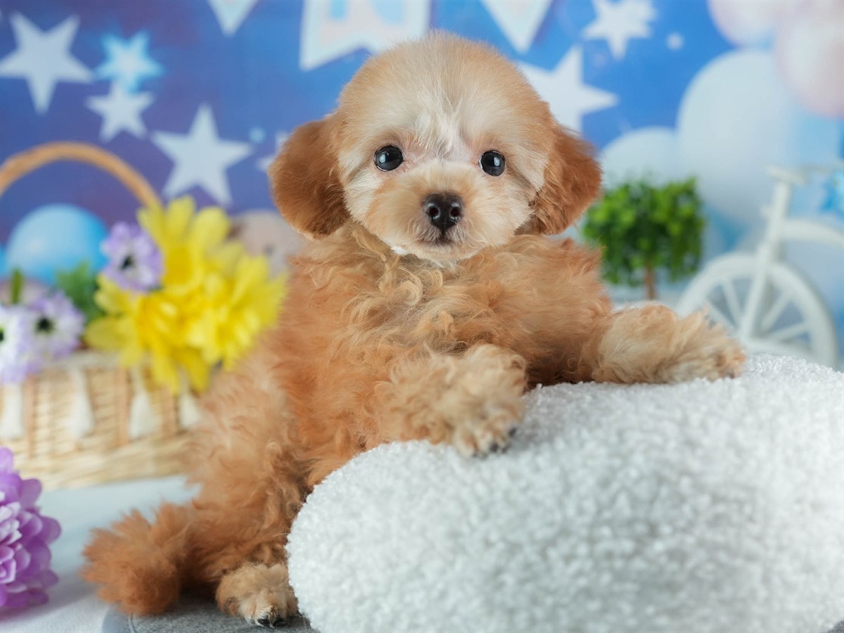 タイニー・プードル | 女の子 | アプリコット | 2026年1月18日（ID:dog-200015173）