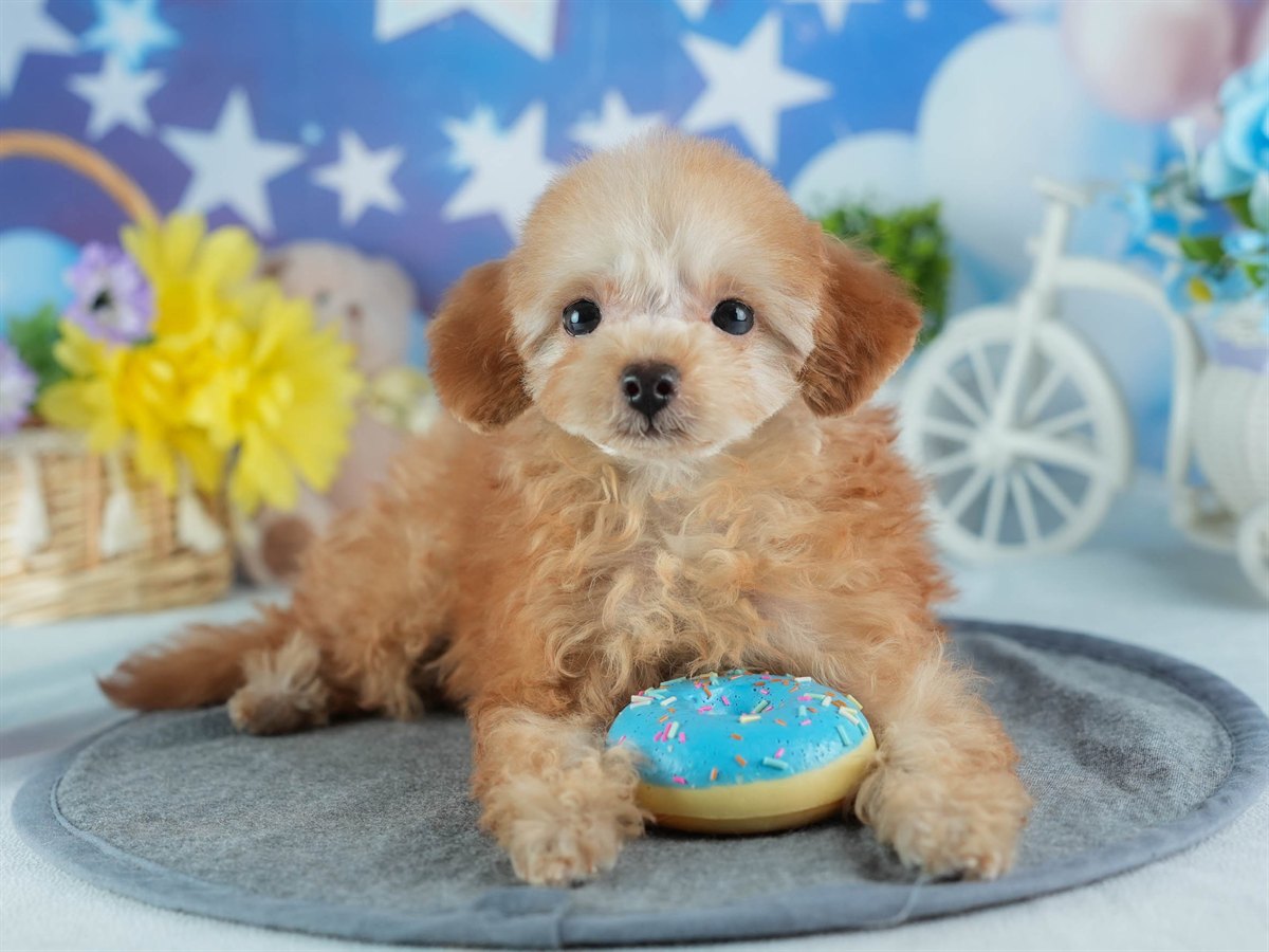 タイニー・プードル | 女の子 | アプリコット | 2026年1月18日（ID:dog-200015173）