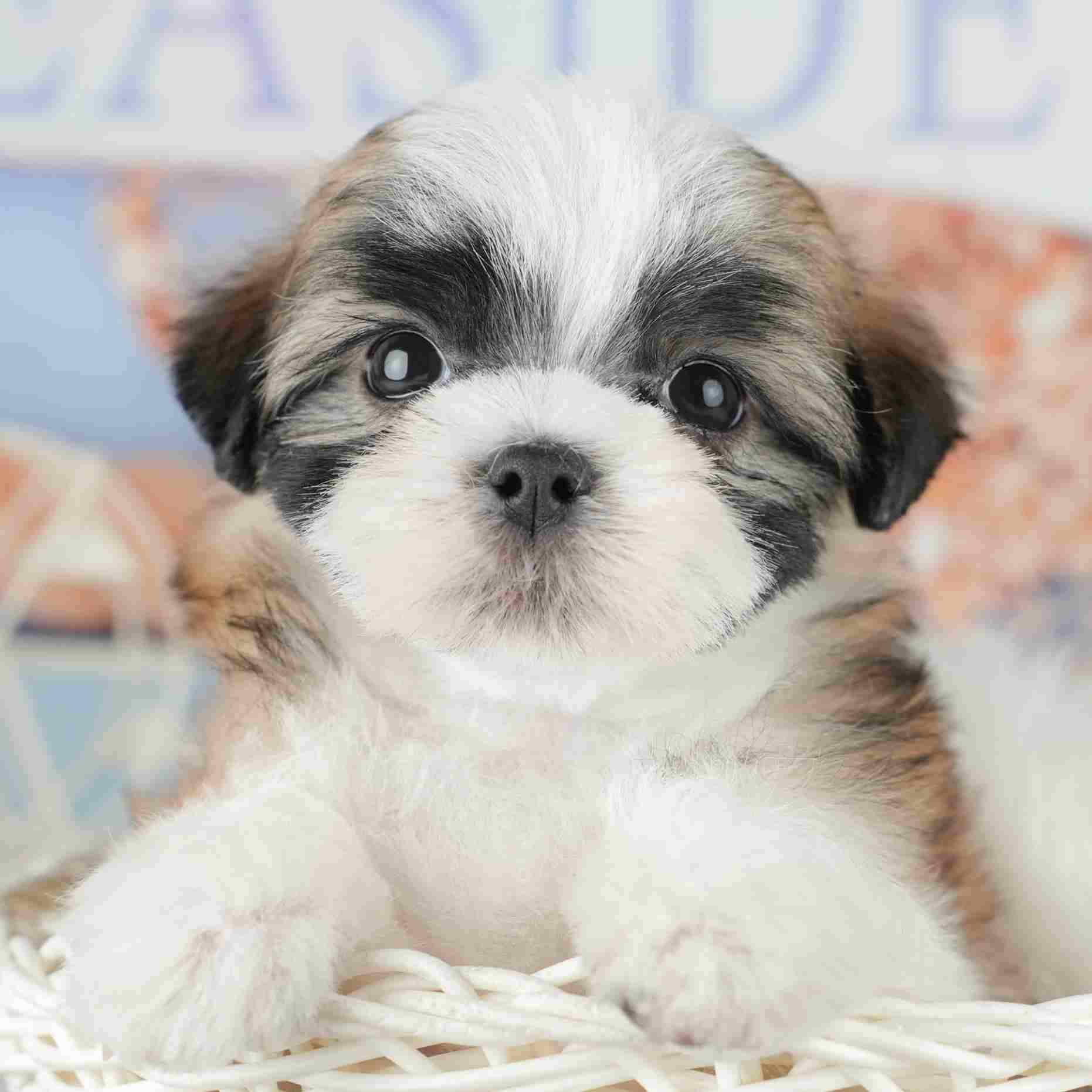 マルズー | 男の子 | ゴールド&ホワイト | 2026年1月18日