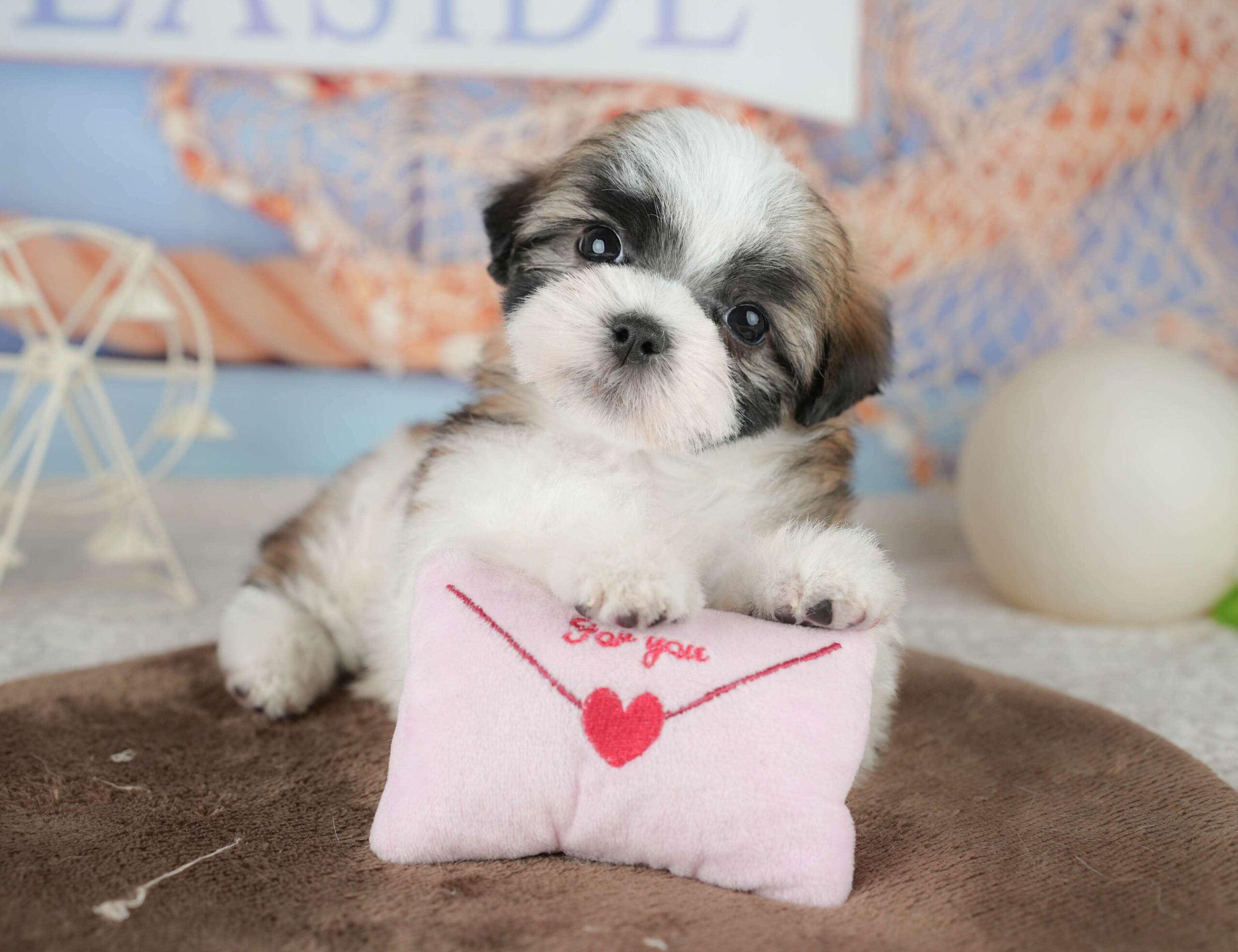 マルズー | 男の子 | ゴールド&ホワイト | 2026年1月18日