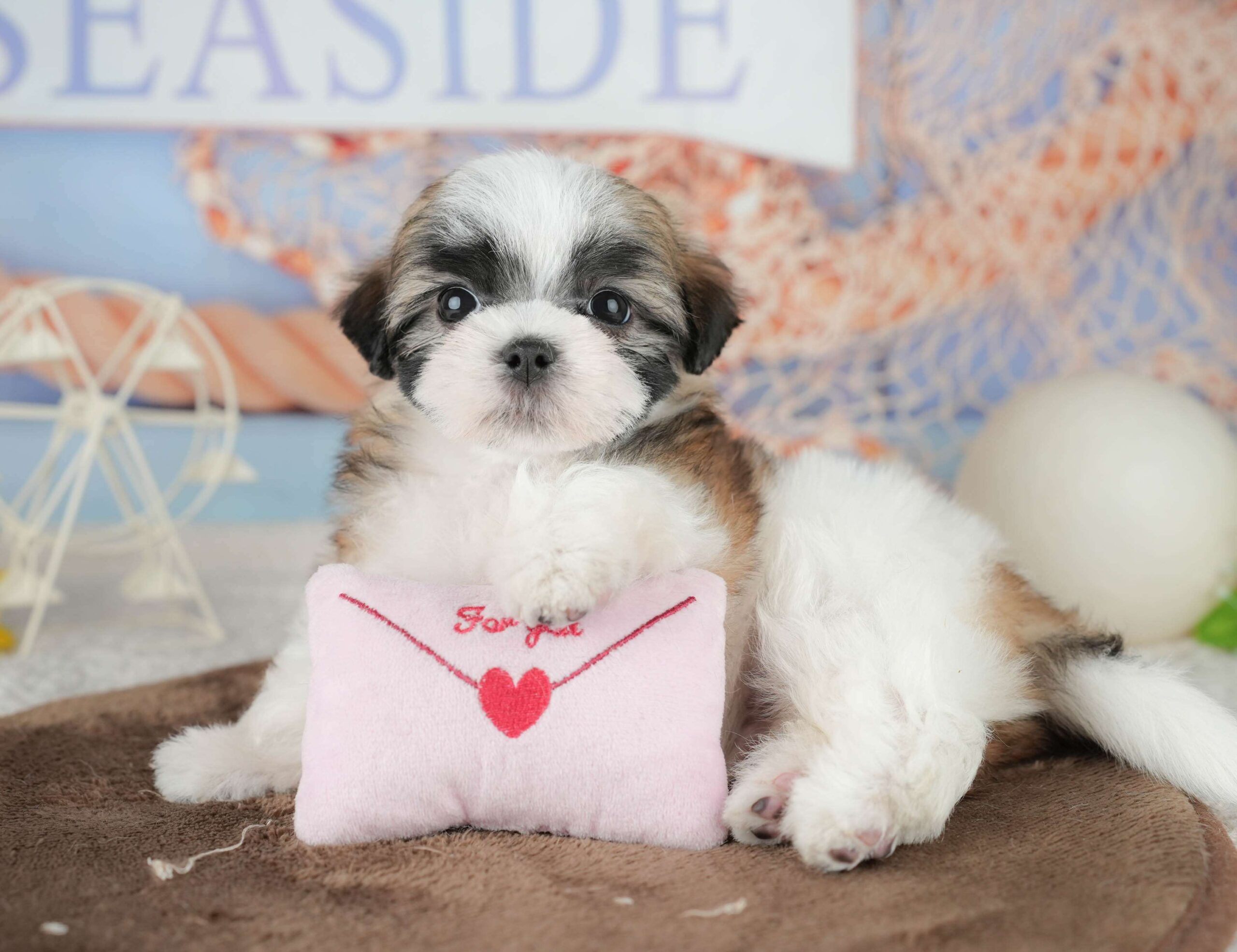 マルズー | 男の子 | ゴールド&ホワイト | 2026年1月18日