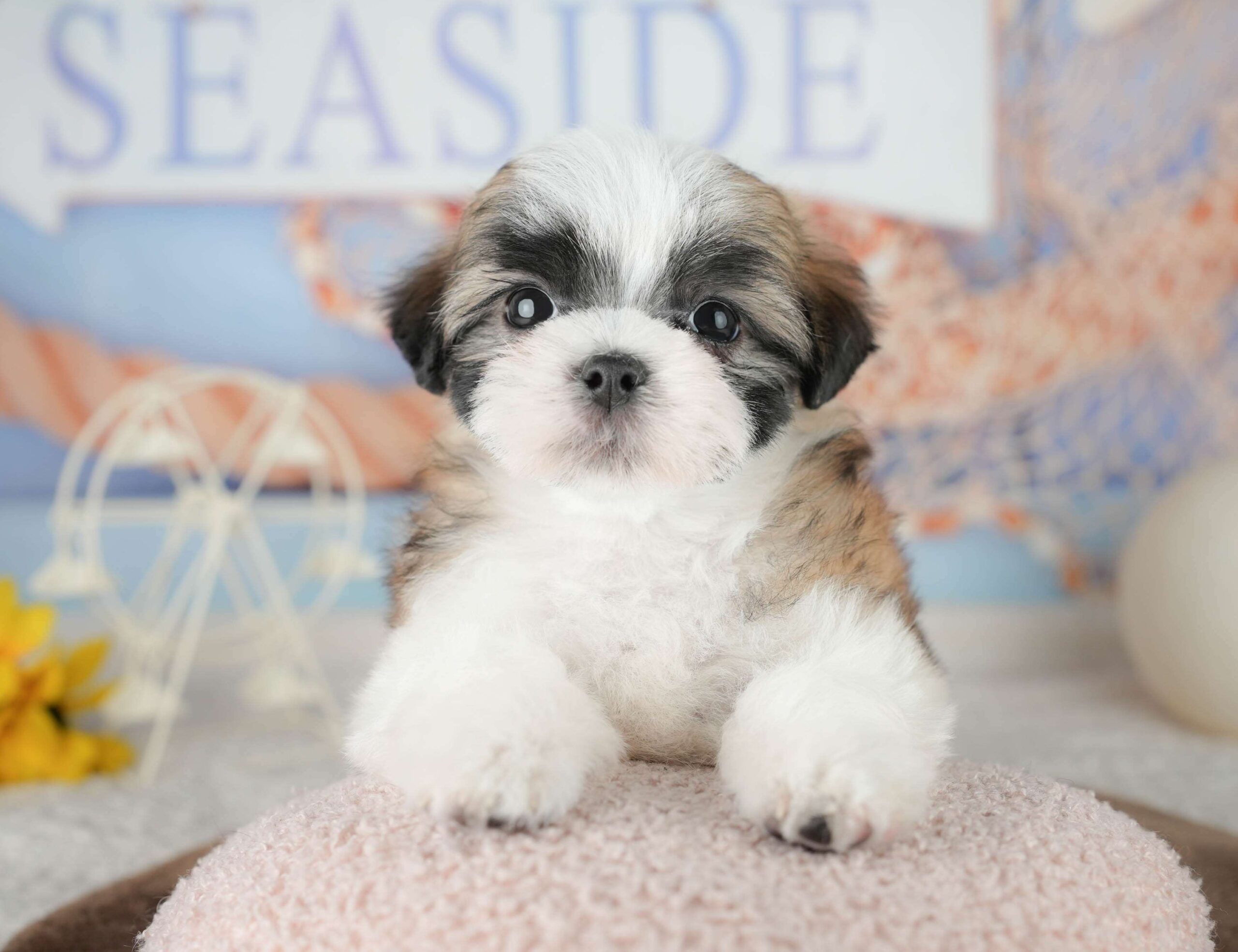 マルズー | 男の子 | ゴールド&ホワイト | 2026年1月18日