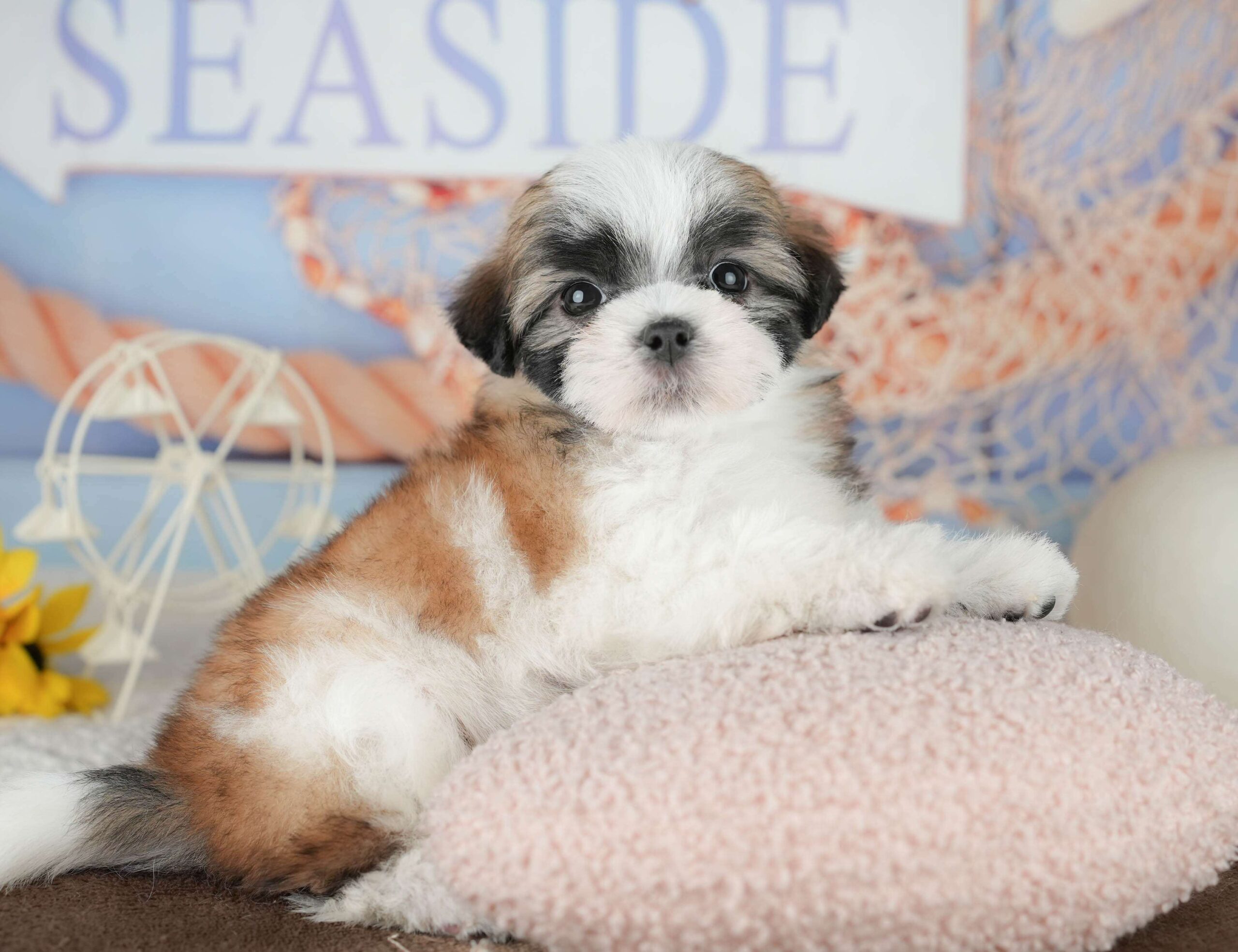 マルズー | 男の子 | ゴールド&ホワイト | 2026年1月18日