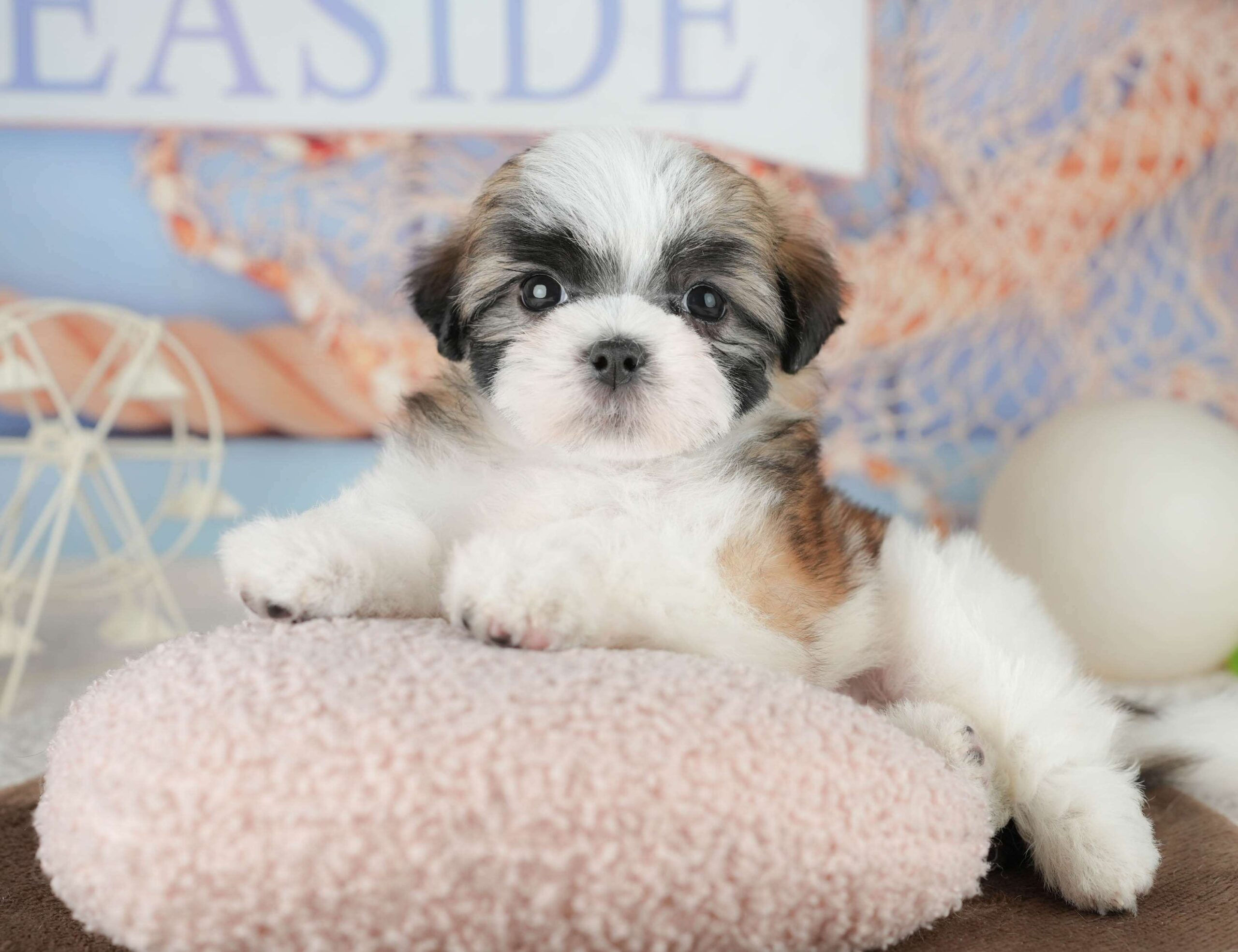 マルズー | 男の子 | ゴールド&ホワイト | 2026年1月18日