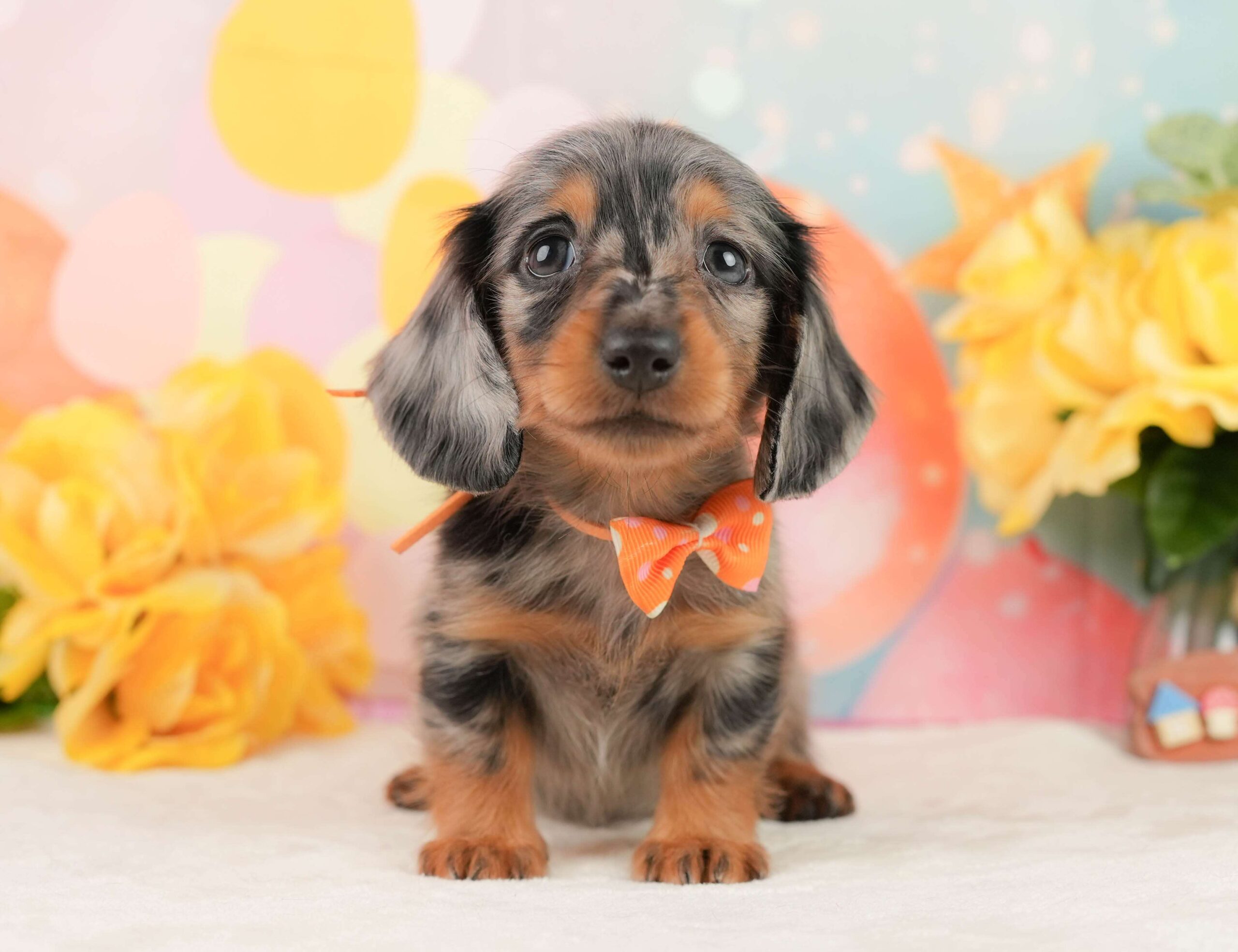 ミニチュア・ダックスフンド(ロング) | 女の子 | シルバーダップル | 2026年1月19日